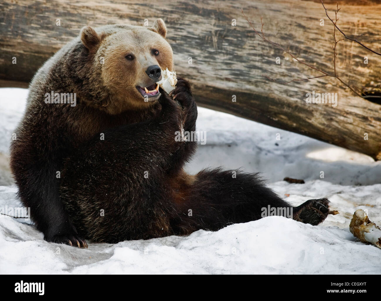 Eurasian ours brun (Ursus arctos arctos) rongeant sur l'os de carcasse dans la neige en hiver, forêt de Bavière, Allemagne Banque D'Images