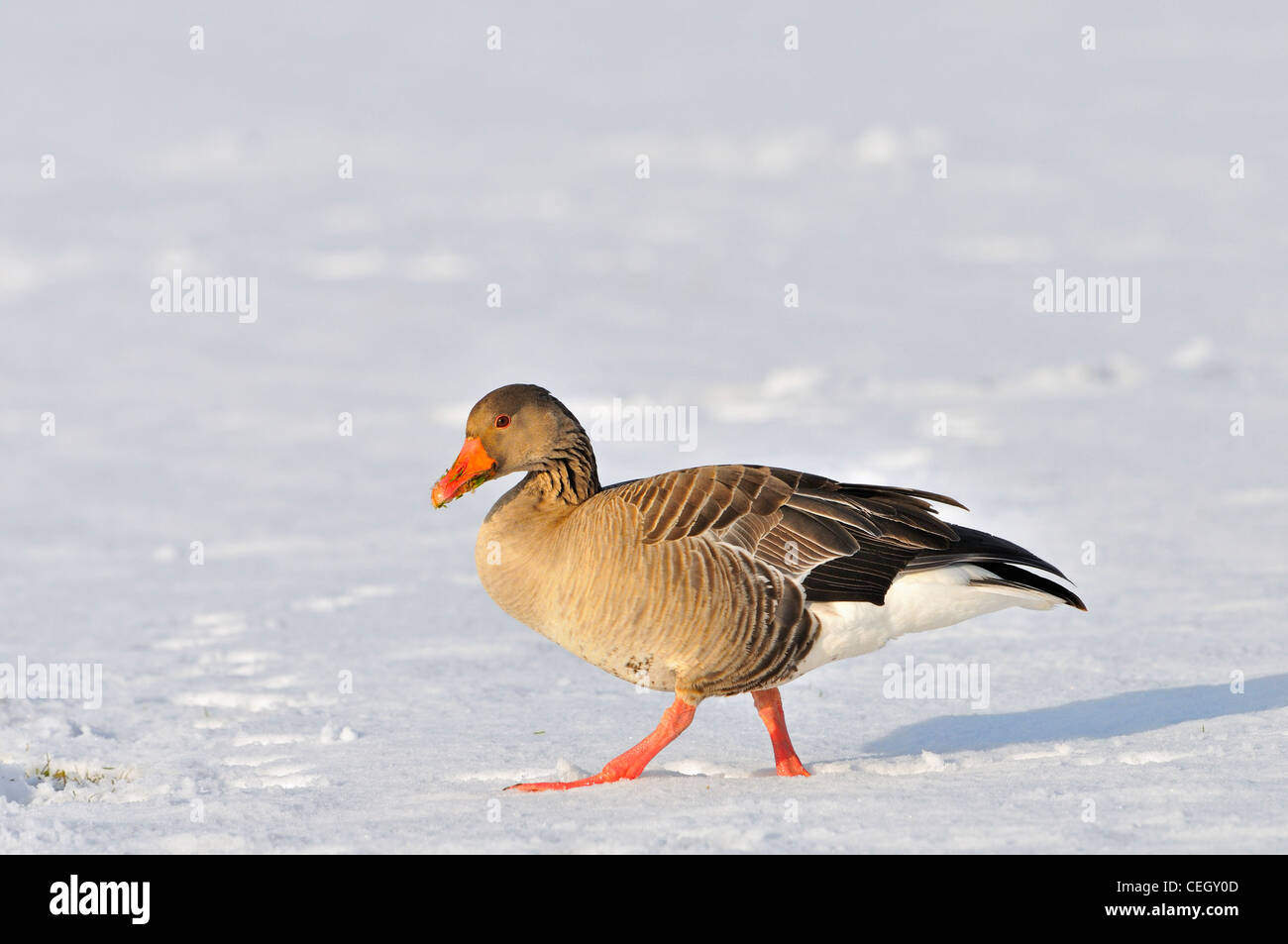 / Oie cendrée oie cendrée (Anser anser) de nourriture dans la neige en hiver, les Pays-Bas Banque D'Images