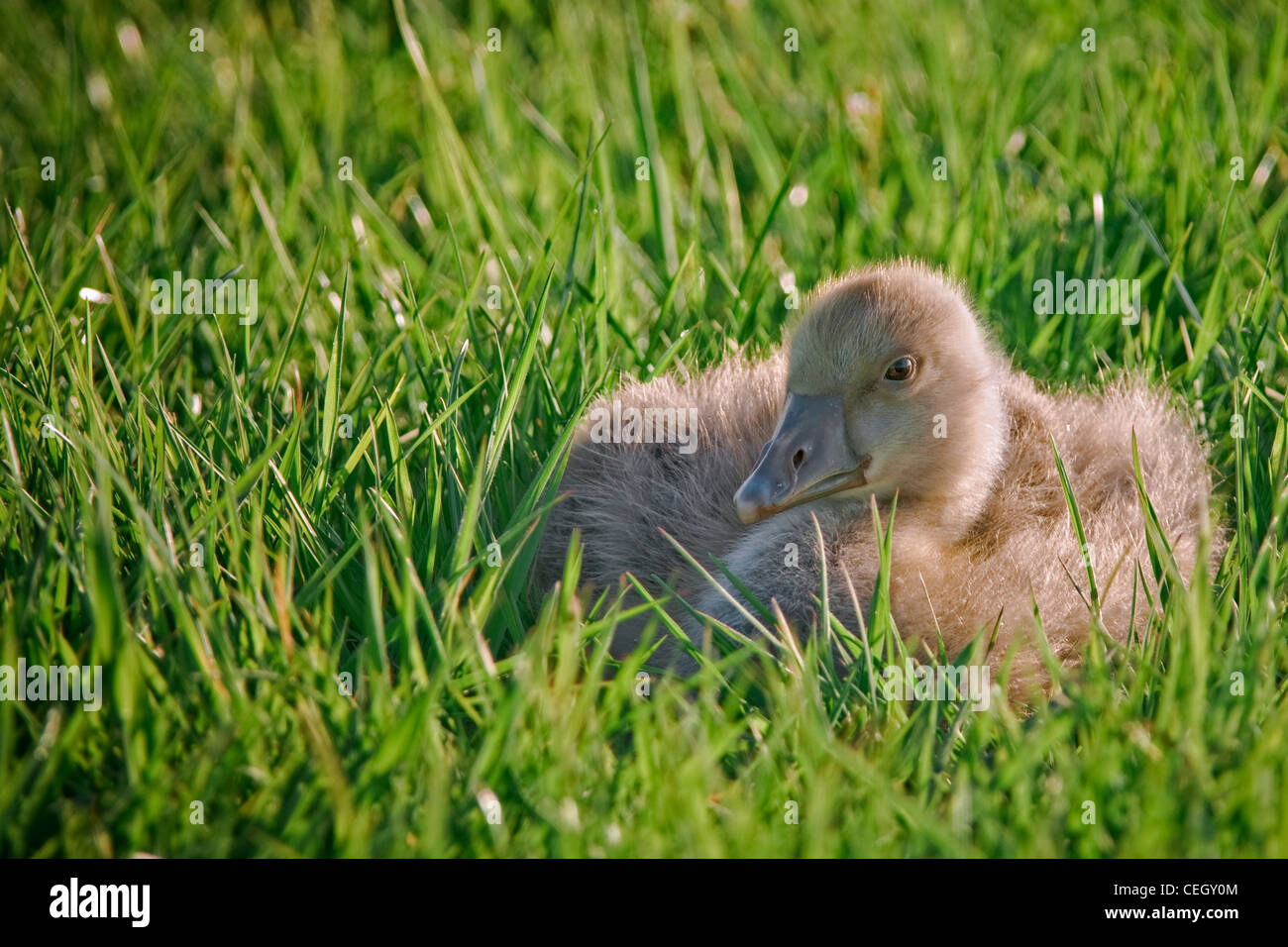 Poussin poule couché dans le pré, les Pays-Bas Banque D'Images