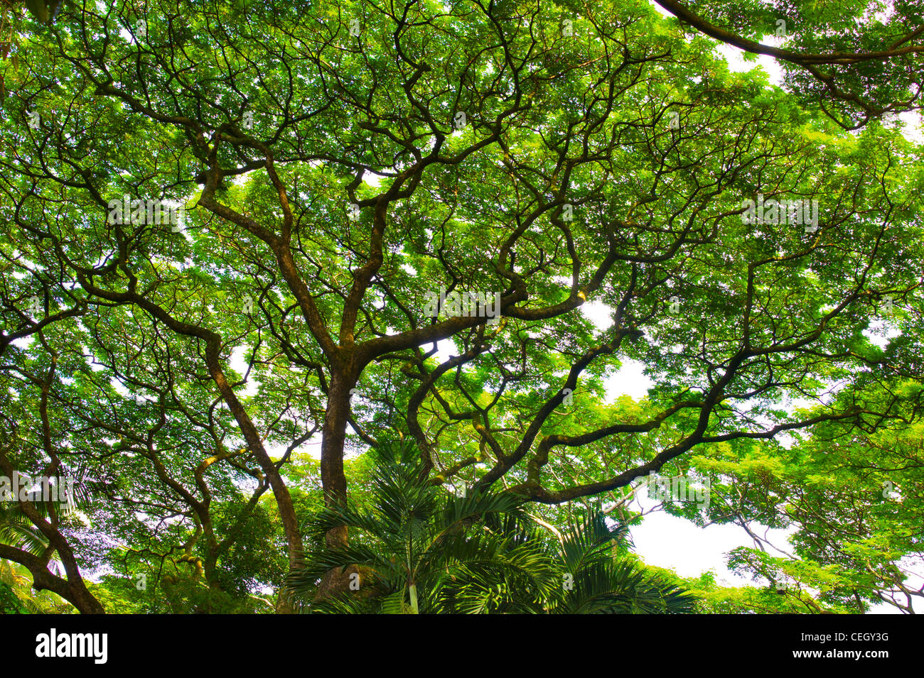 Monkey pod arbre. Hawaii Tropical Botanical Gardens. New York, la grande île. Banque D'Images