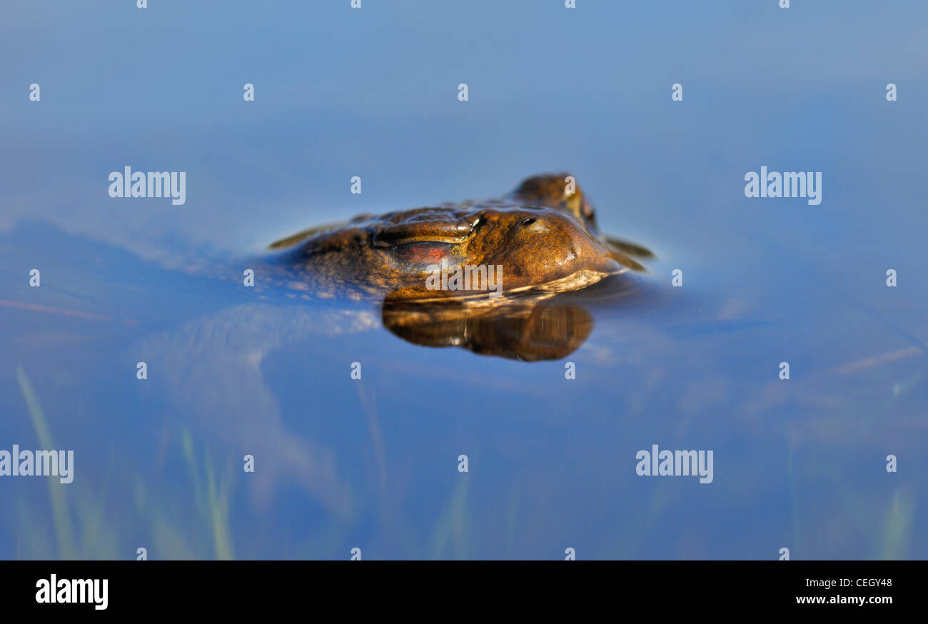 Crapaud commun / European toad (Bufo bufo) flottant dans l'étang avec les yeux fermés, les Pays-Bas Banque D'Images