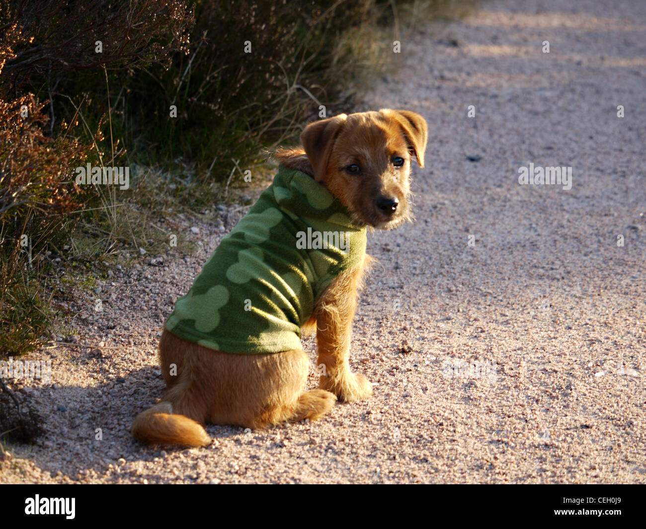 Terrier mignon chiot croisée en polaire contre le froid - partie Parsons Jack Russell Terrier de Norfolk partie Banque D'Images