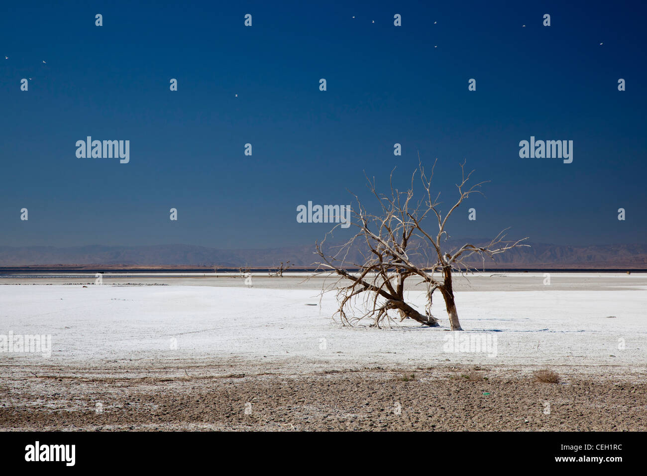 Sonny Bono Salton Sea National Wildlife Refuge Banque D'Images