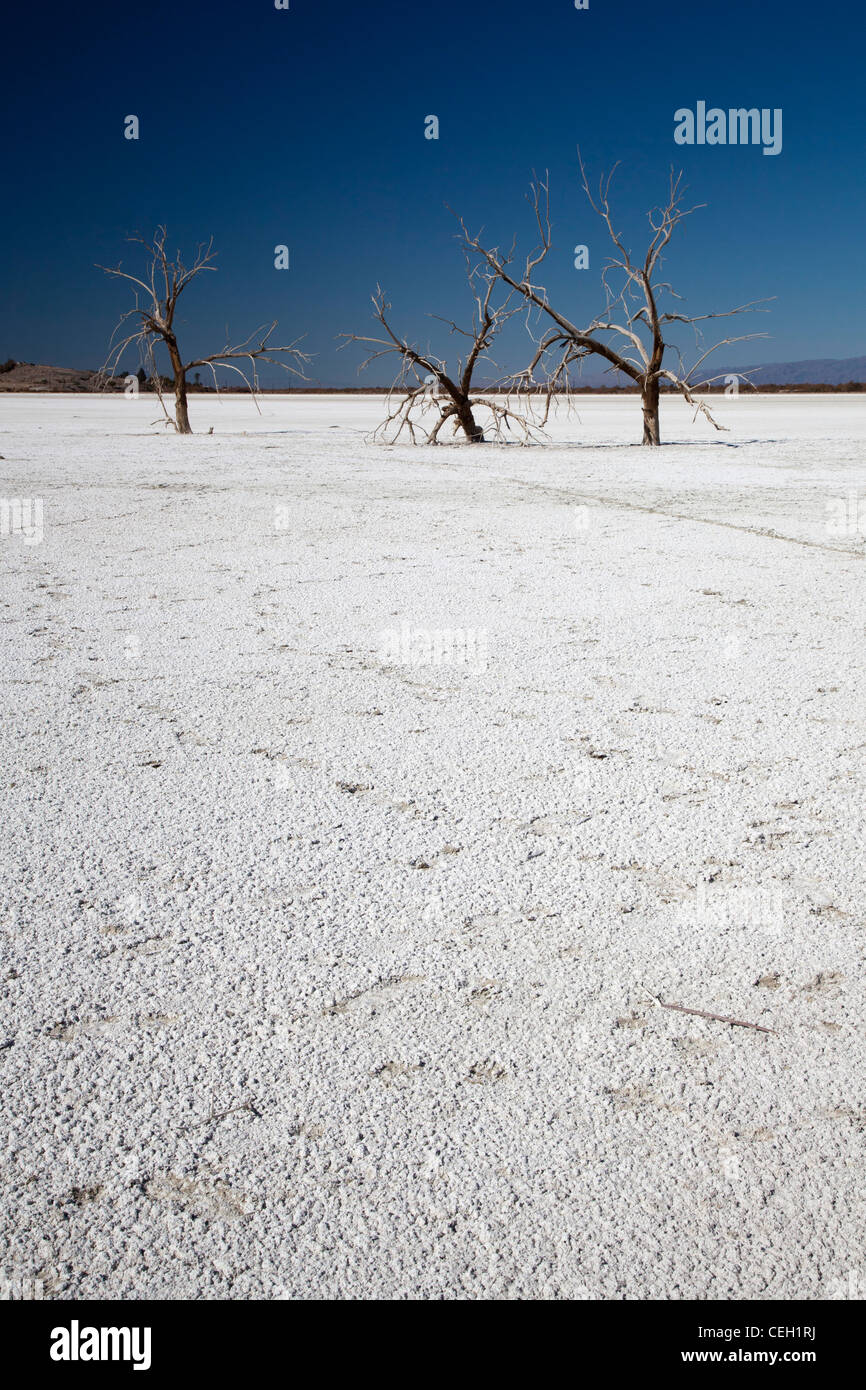Sonny Bono Salton Sea National Wildlife Refuge Banque D'Images