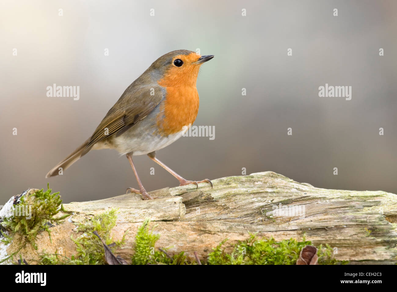 Robin perché sur log Banque D'Images