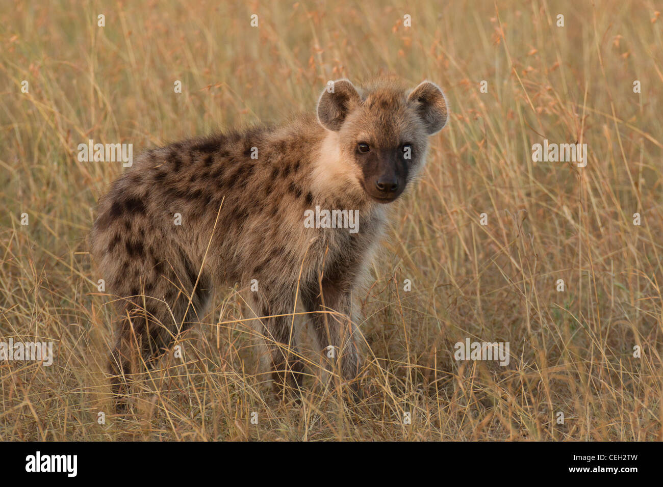 L'Hyène tachetée dans l'herbe (Crocuta crocuta) Banque D'Images