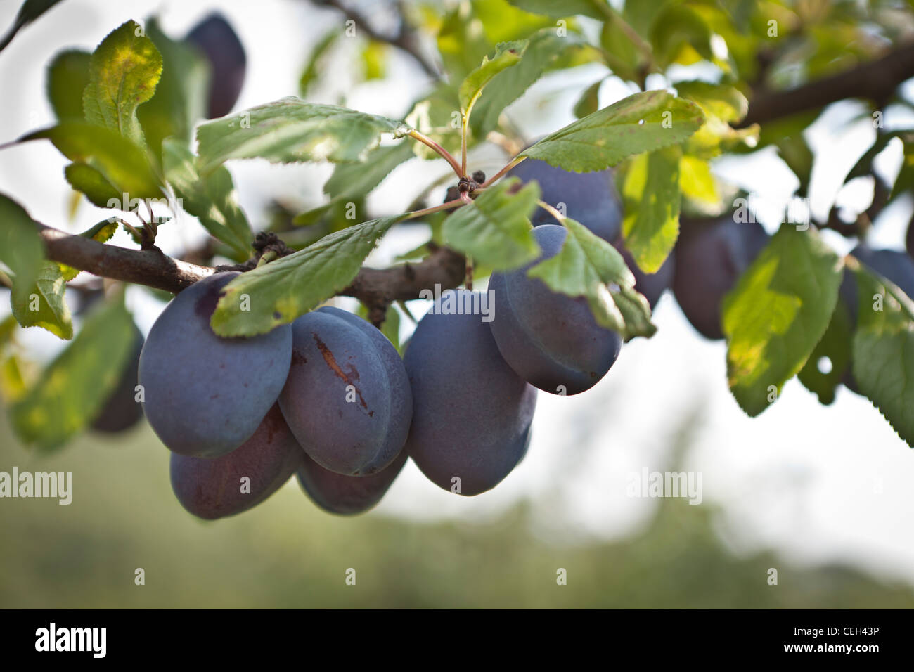 Pruneaux frais (Prunus domestica) Banque D'Images