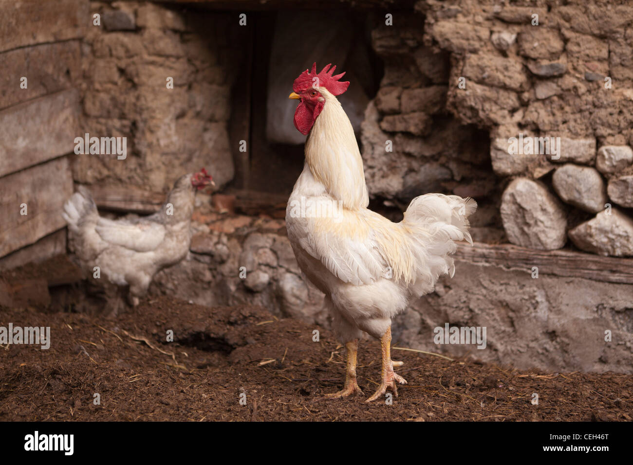 Rage de la ferme Poulet coq blanc et une poule Banque D'Images