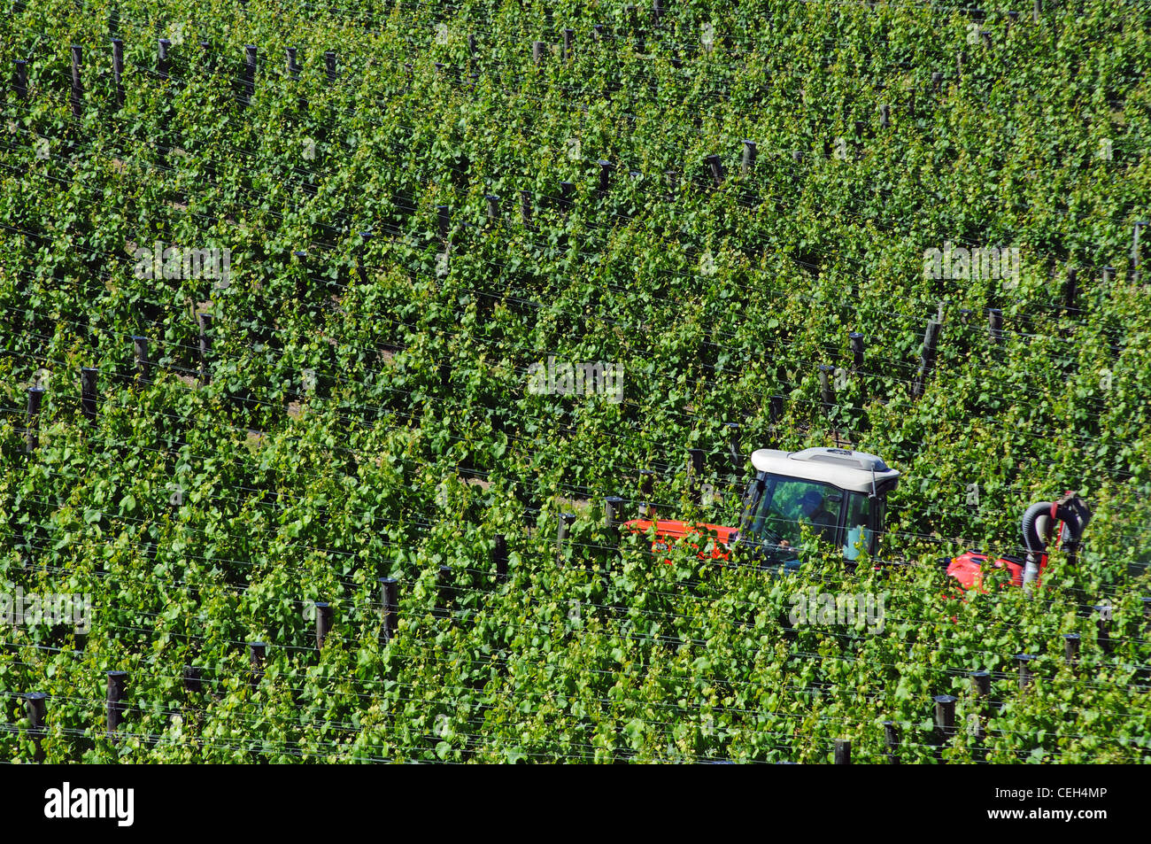 L'ajout d'un tracteur de pesticides pour la vigne dans le Montana Winery vineyard Blenheim, Nouvelle-Zélande Banque D'Images