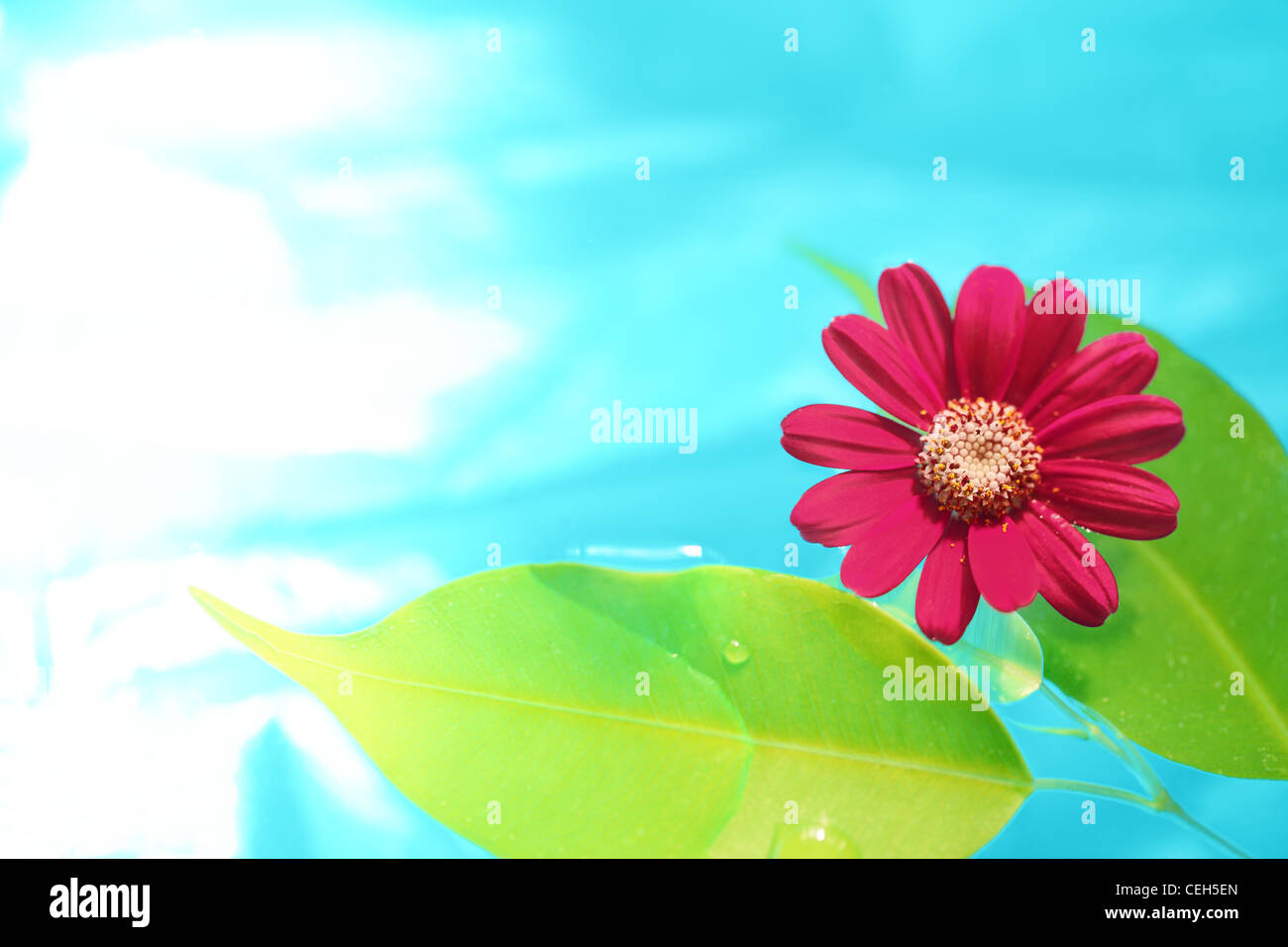 Feuilles et fleurs fraîches dans la pureté de l'eau. Banque D'Images