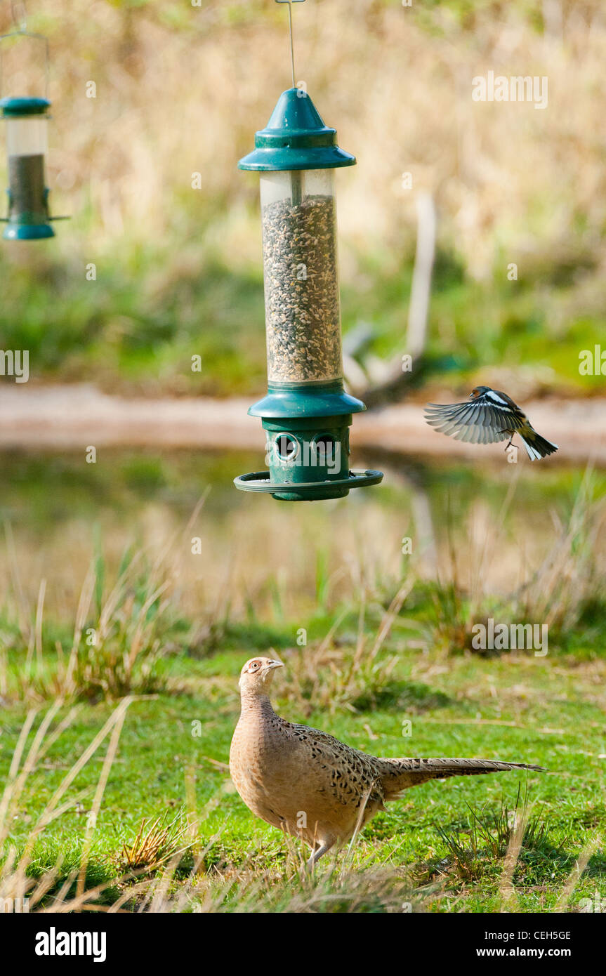 Un pinson vole dans alimentation sur l'alimentation des oiseaux Banque D'Images