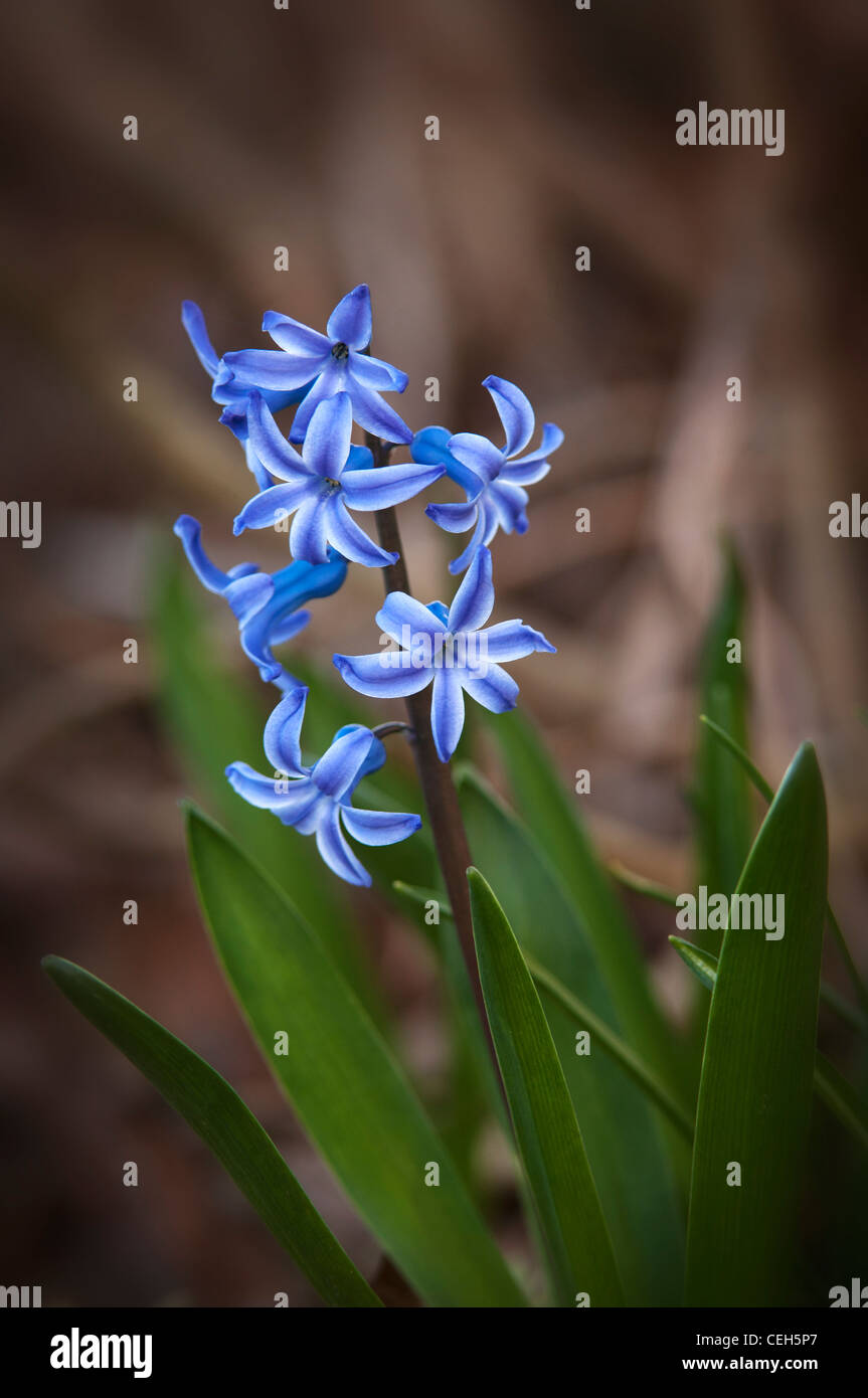 Bluebell flowers Banque D'Images