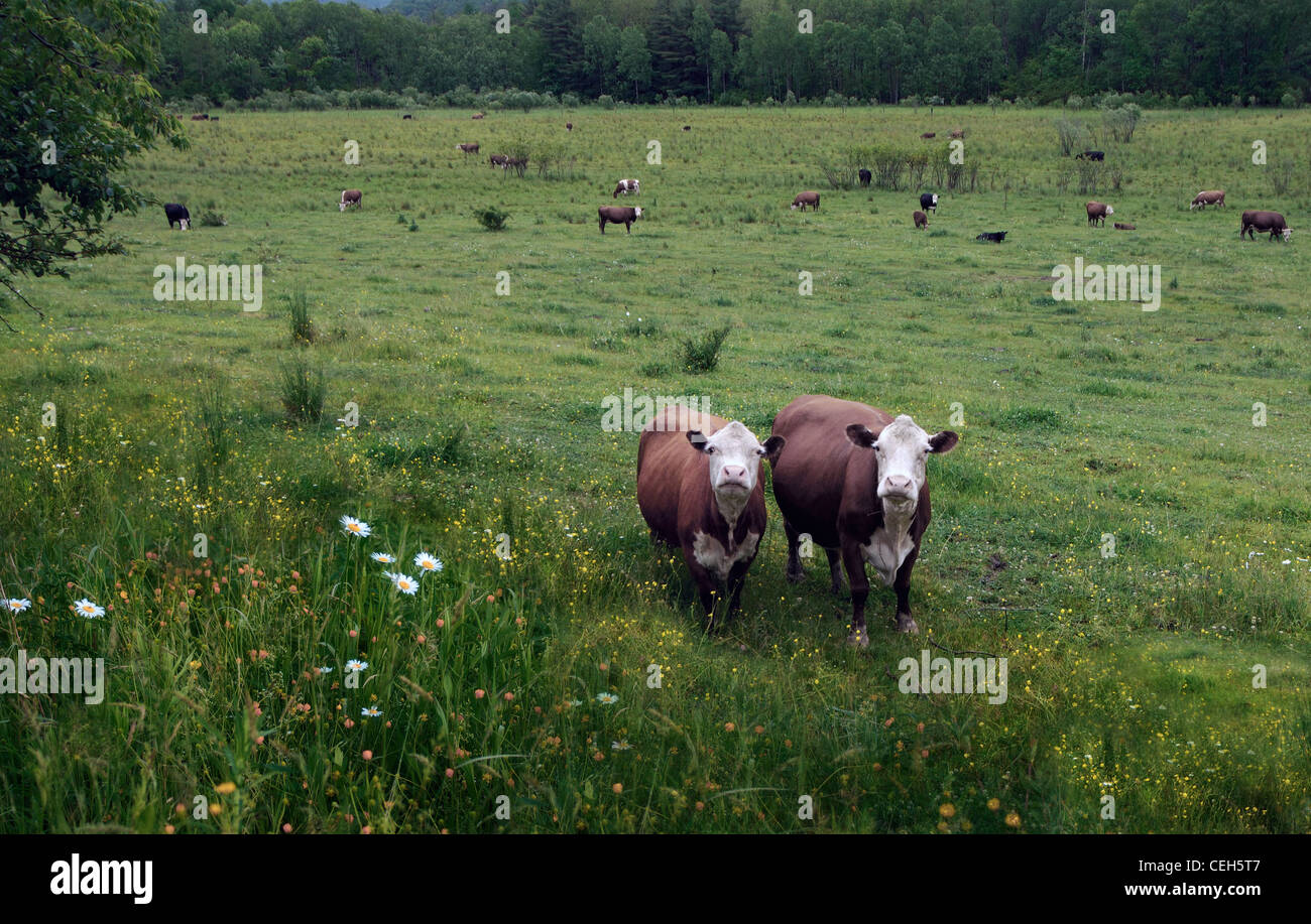 Deux bovins à viande dans un champ de fleurs sauvages looking at camera Banque D'Images