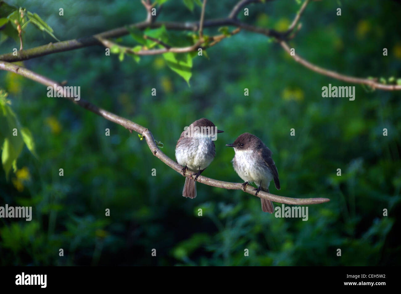 Deux oiseaux Moucherolle phébi assis sur une branche ensemble Banque D'Images