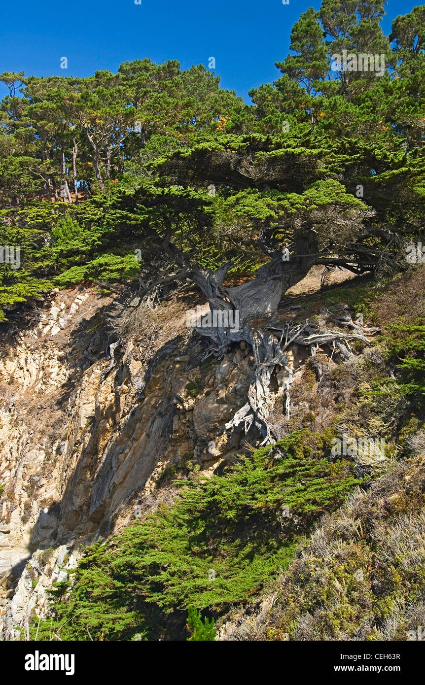Cypress Tree growing on falaise à Point Lobos Parc dans Monterey. Banque D'Images