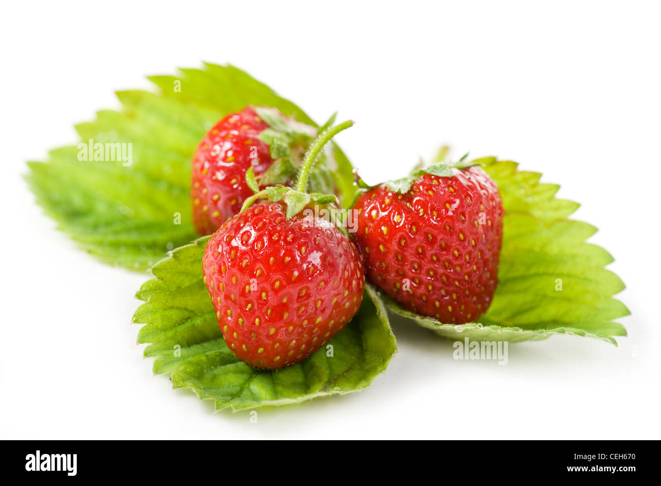 Fraises fraîches fruits allongés sur leaf on white Banque D'Images