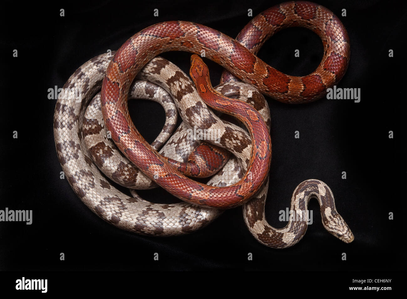 Serpents Pantherophis guttatus maïs formes couleur Banque D'Images
