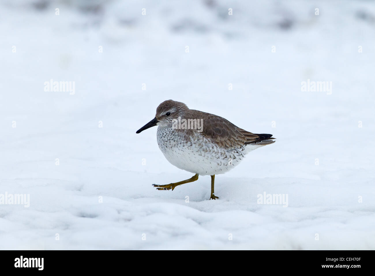 Knot Caldris canutus feeding in snow Banque D'Images