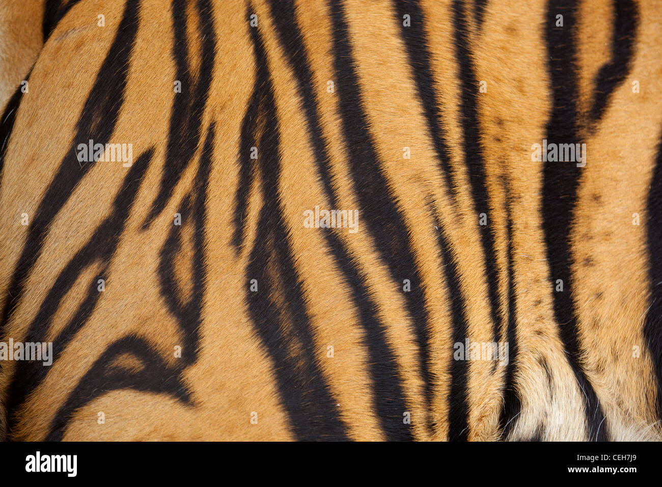Tigre du Bengale Panthera tigris tigris montrant stripes Banque D'Images