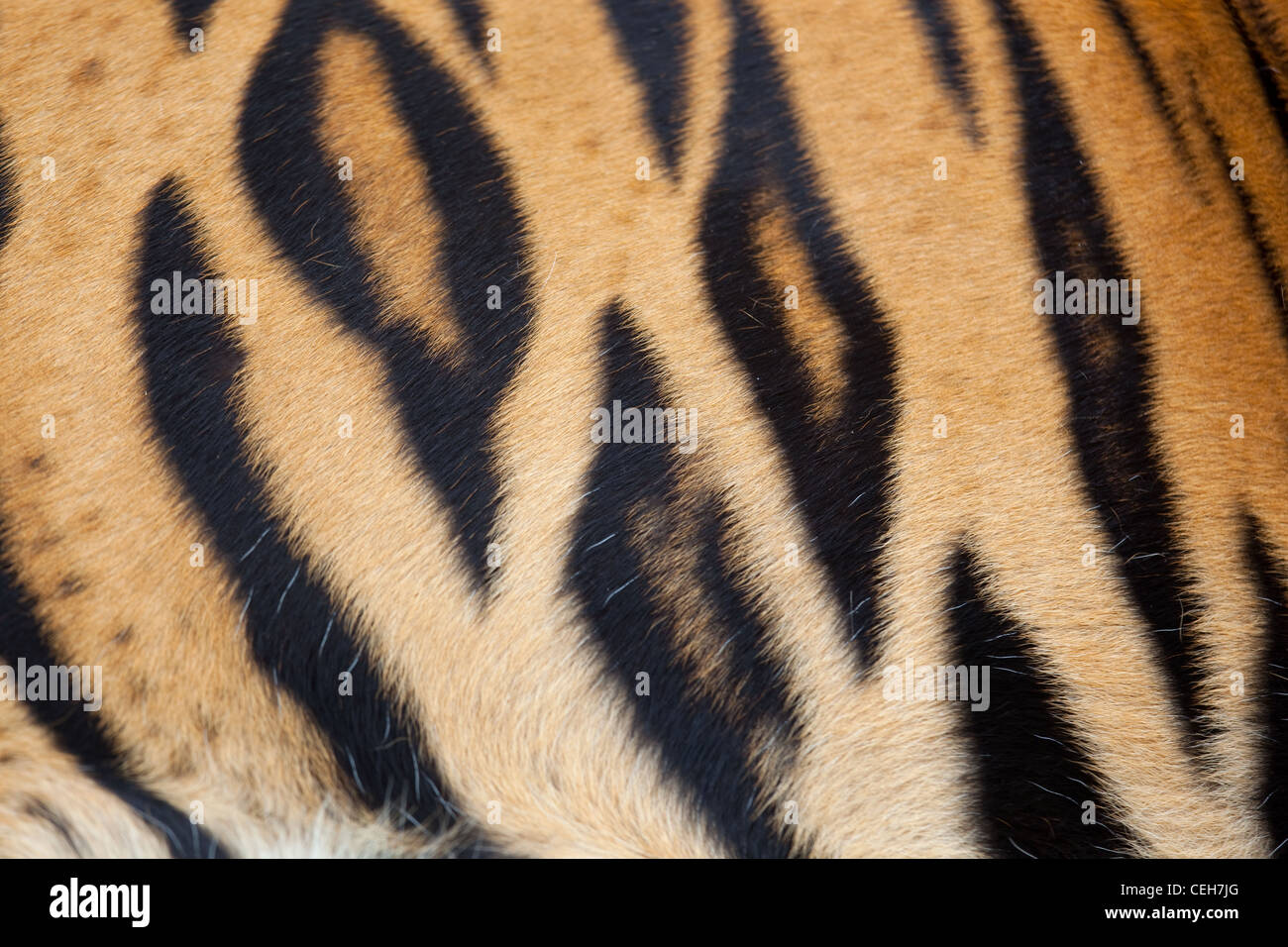 Tigre du Bengale Panthera tigris tigris montrant stripes Banque D'Images