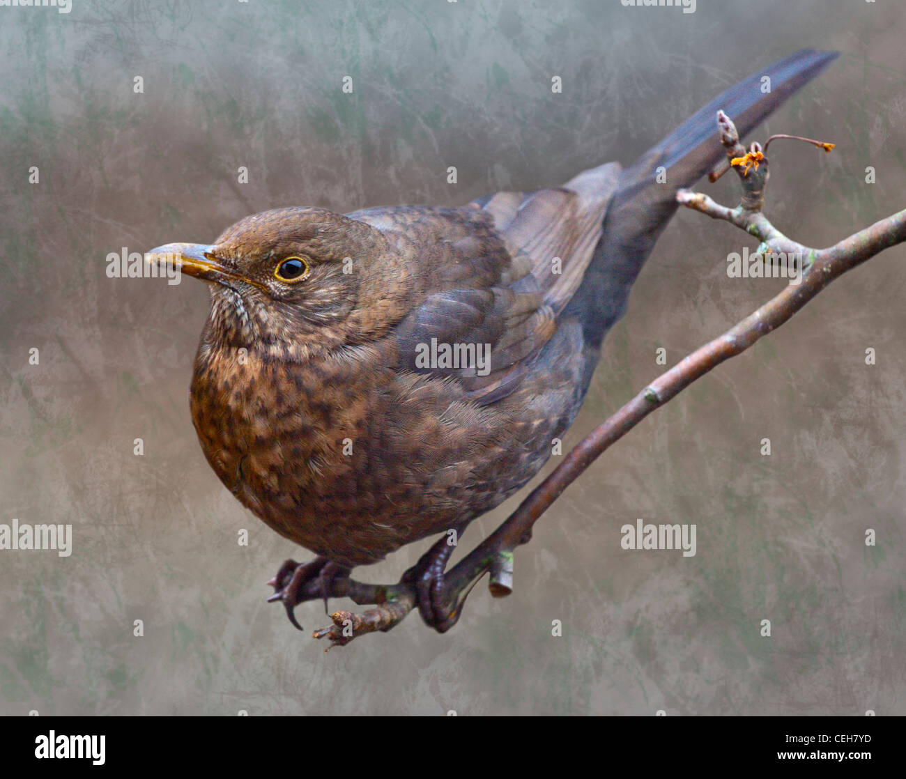 Blackbird femelle (Turdus merula) Banque D'Images