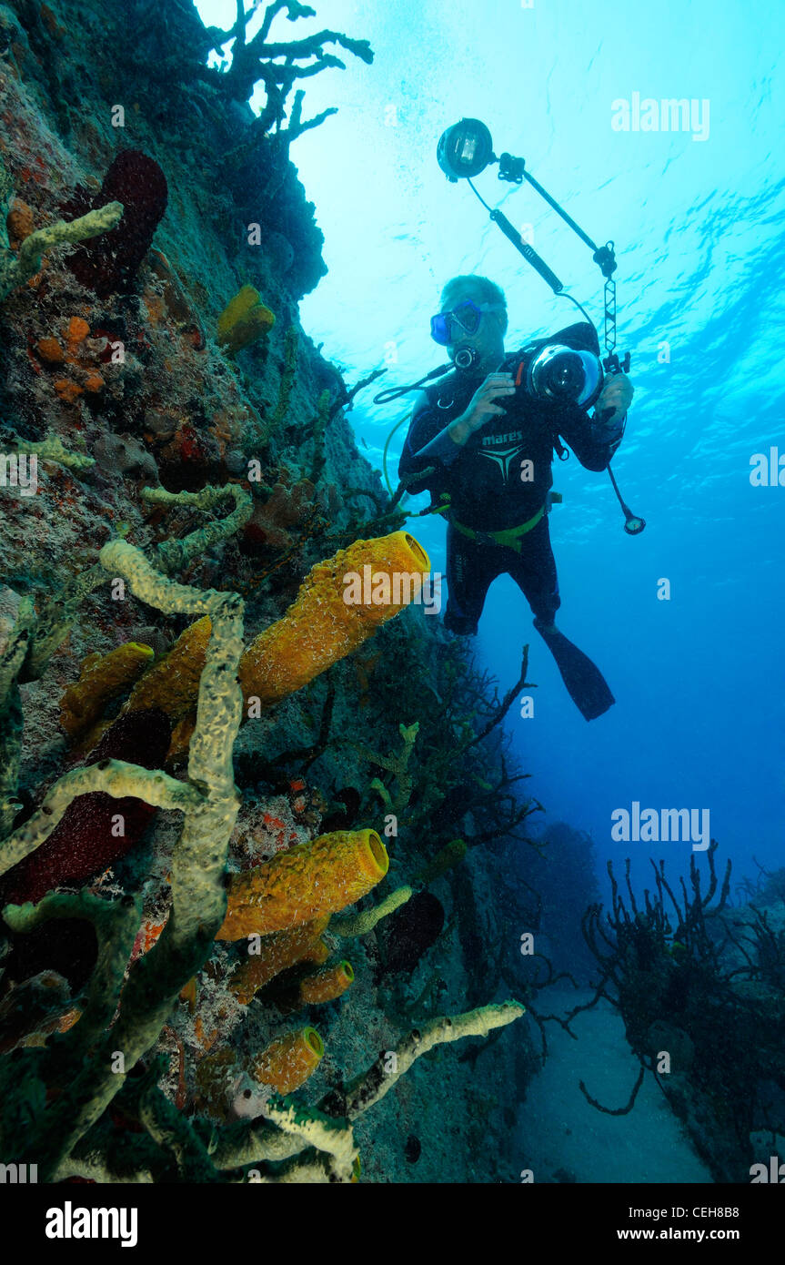 Photographe-sous-marines des récifs coralliens des Caraïbes, à Cuba, Caraïbes Banque D'Images