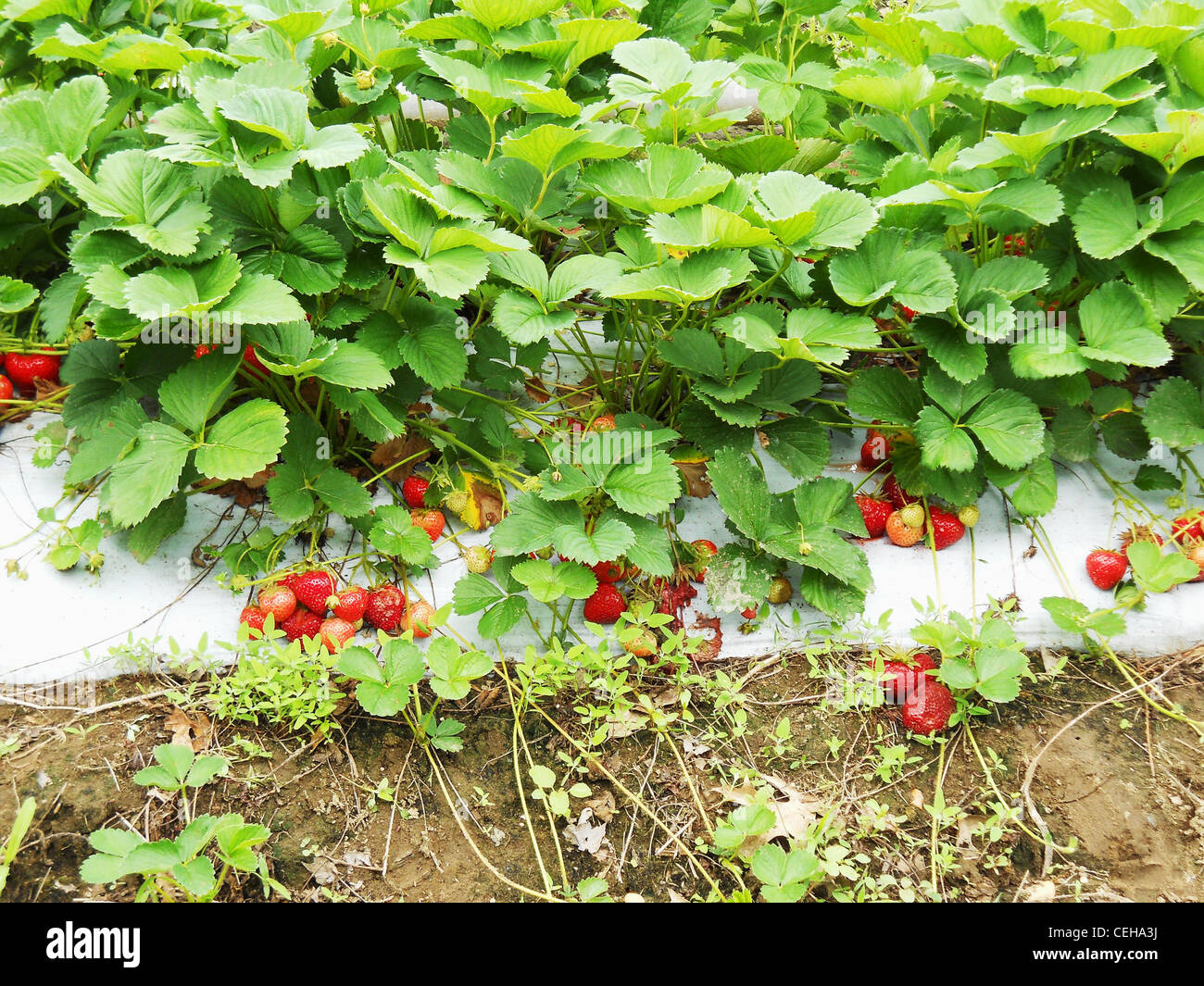 Fraise, fruits,ferme,berry,champ,,croissance venu,leaf Banque D'Images