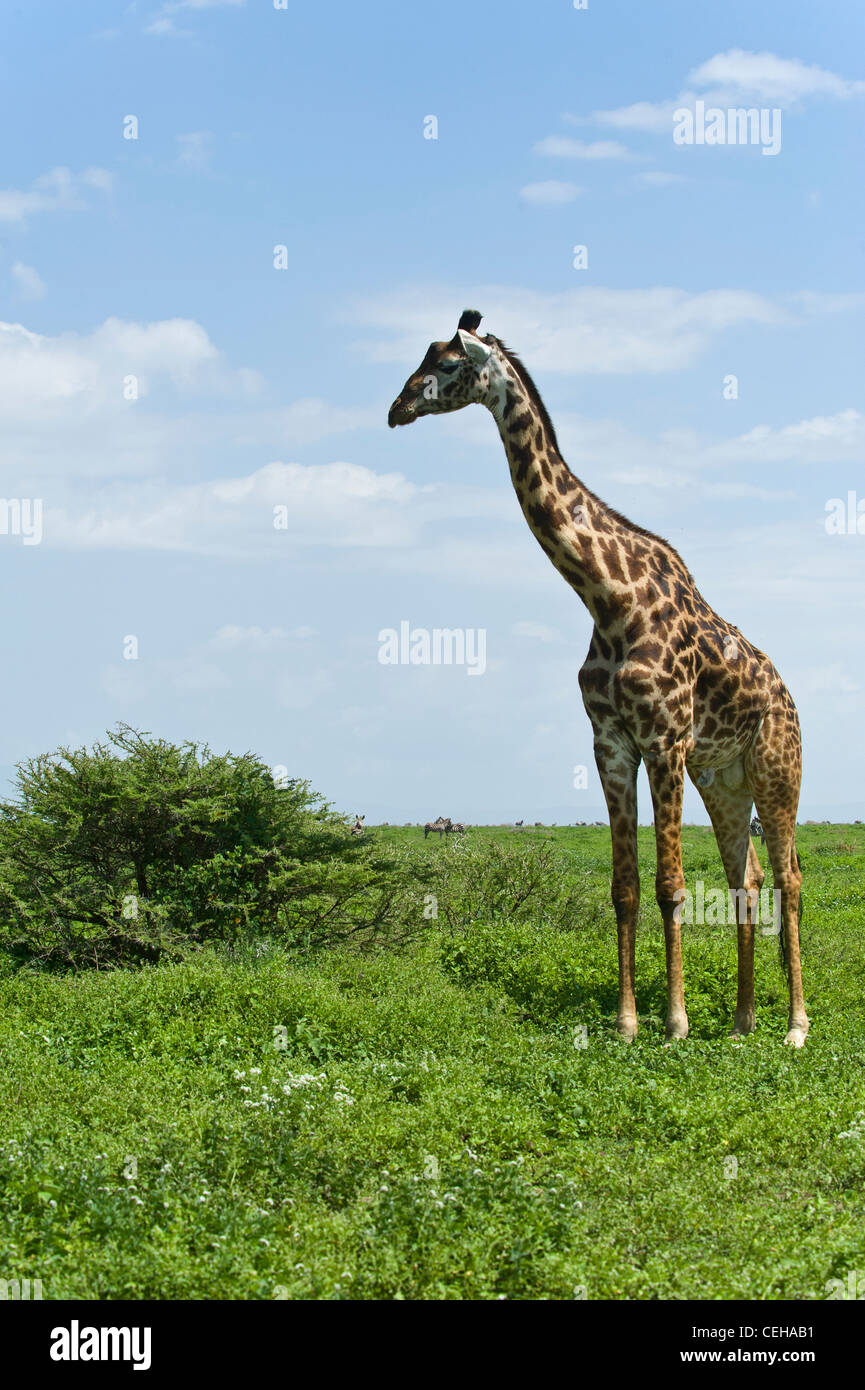 Giraffa camelopardalis girafe masaï à Ndutu Ngorongoro Conservation Area - Tanzanie Banque D'Images