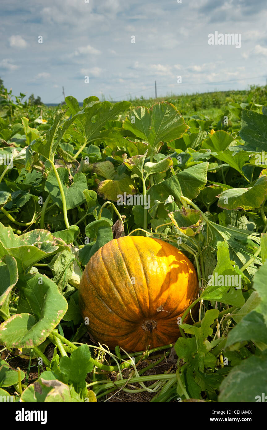 Orange Citrouille growing in field. New York, USA. Banque D'Images