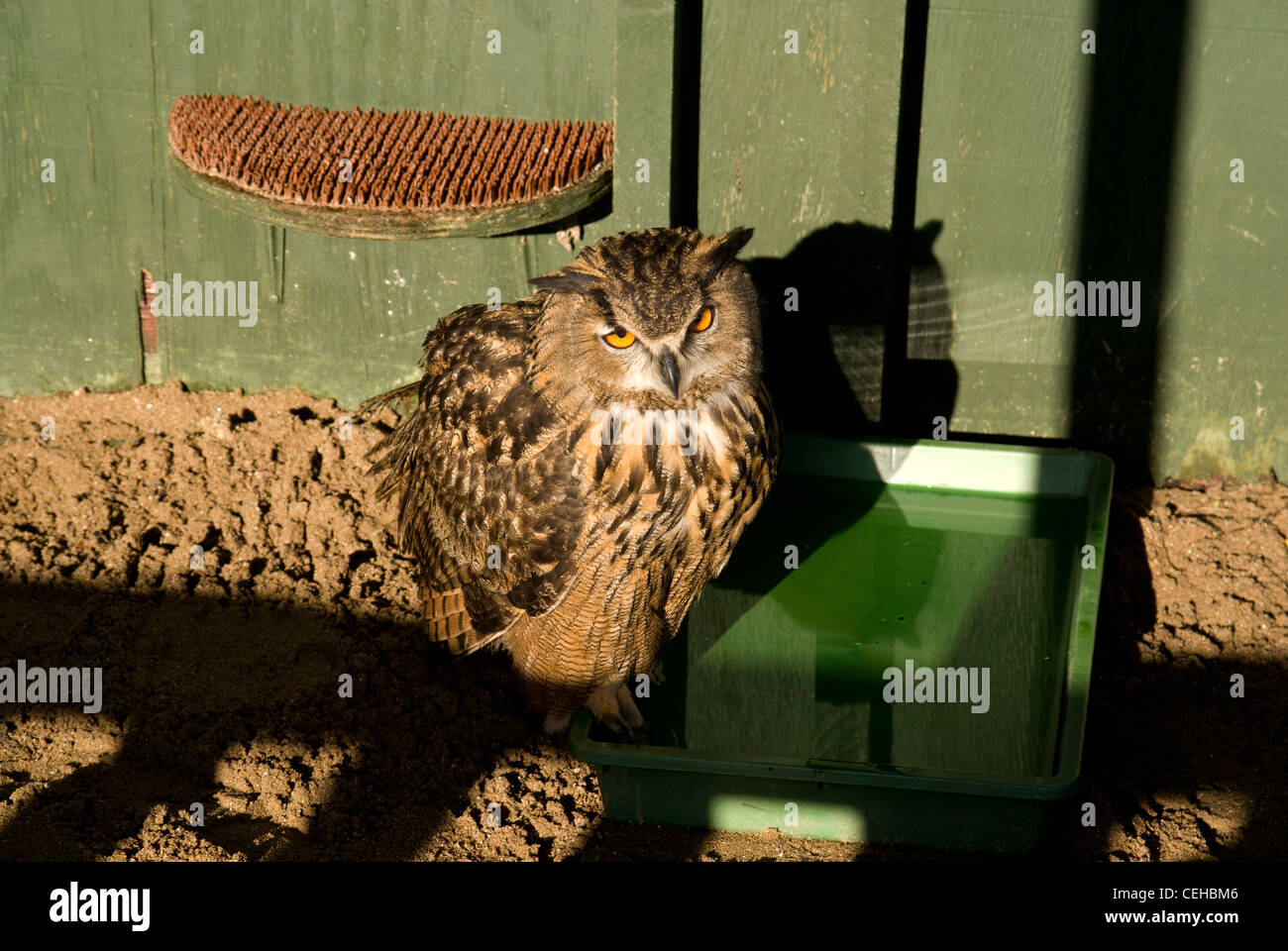 Eagle owl captif 'Monsieur oswald' (Bubo bubo) Château de Cardiff au Pays de Galles Banque D'Images