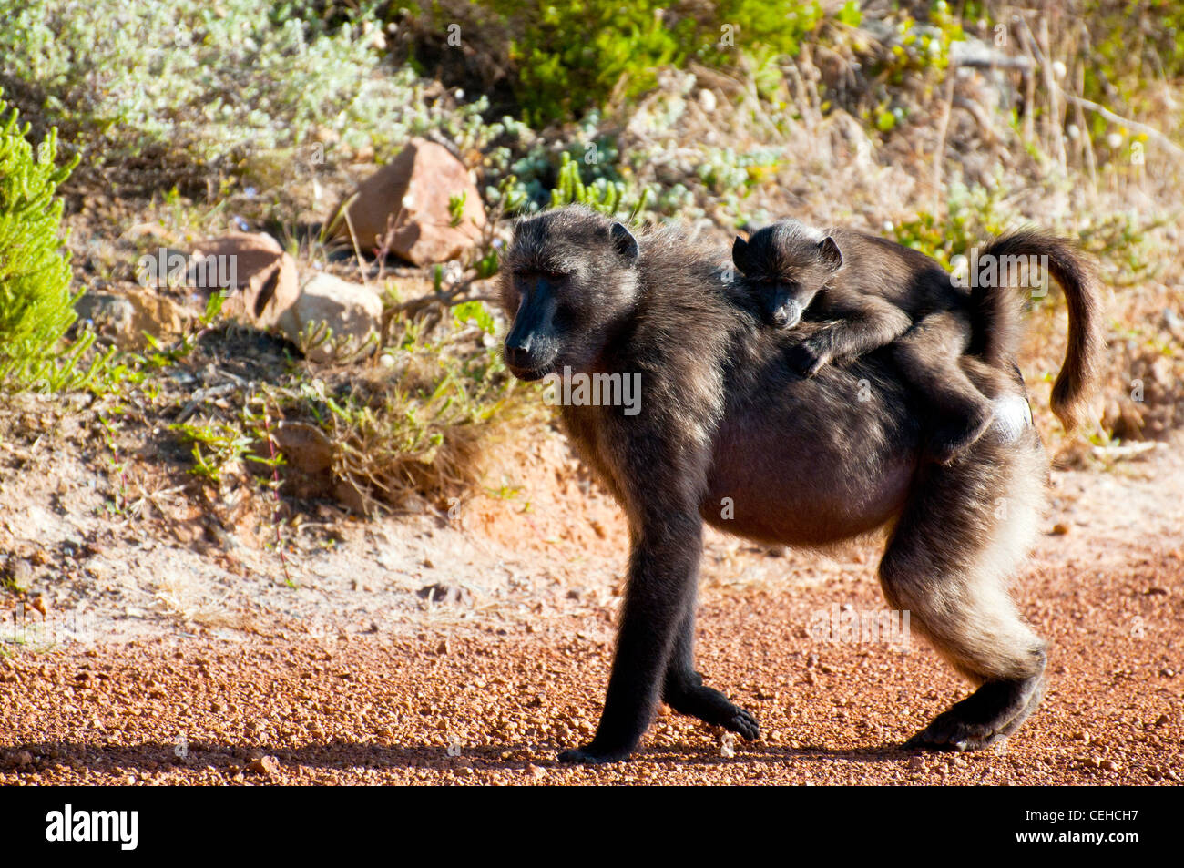 Des babouins Chacma, Cape Town, Afrique du Sud, Banque D'Images
