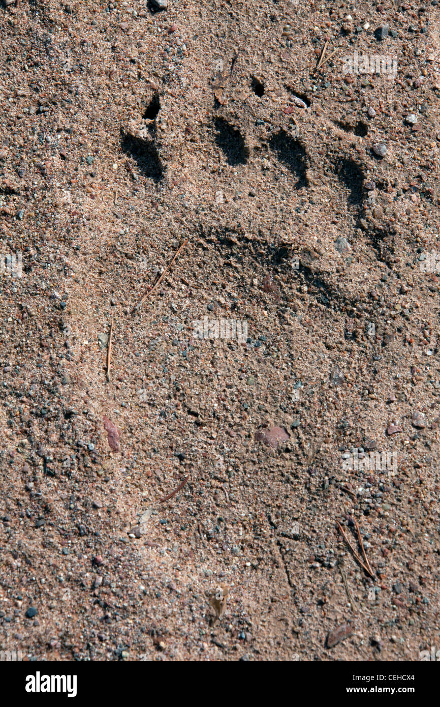 L'ours brun (Ursus arctos arctos) empreinte dans le sable, dalarna, Suède Banque D'Images