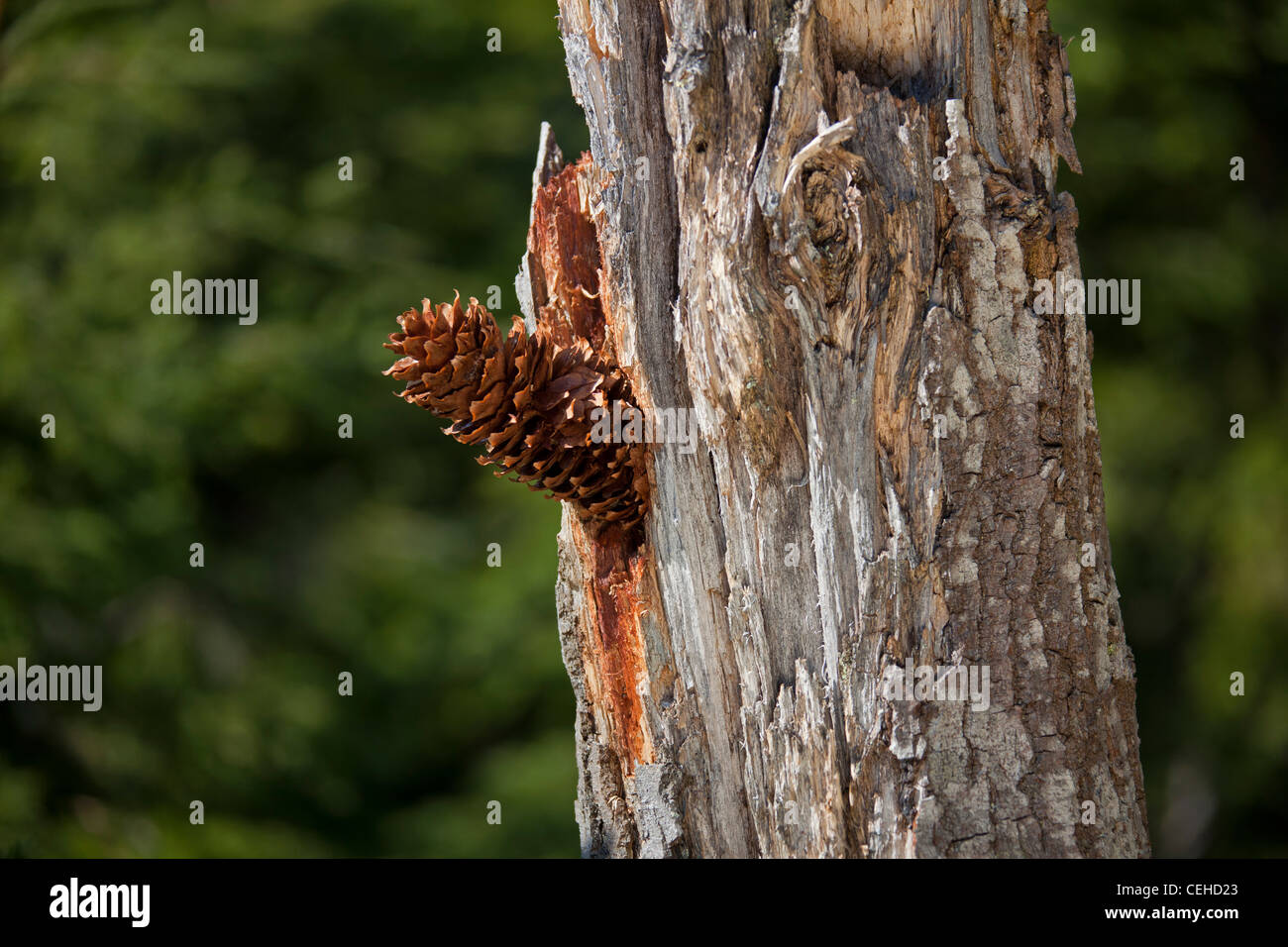 Cône de pin présentée dans l'arbre par pic (Picoides major / Dendrocopos major), Suède Banque D'Images