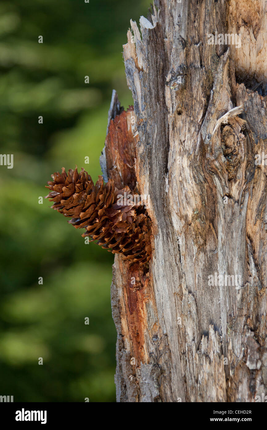 Cône de pin présentée dans l'arbre par pic (Picoides major / Dendrocopos major), Suède Banque D'Images