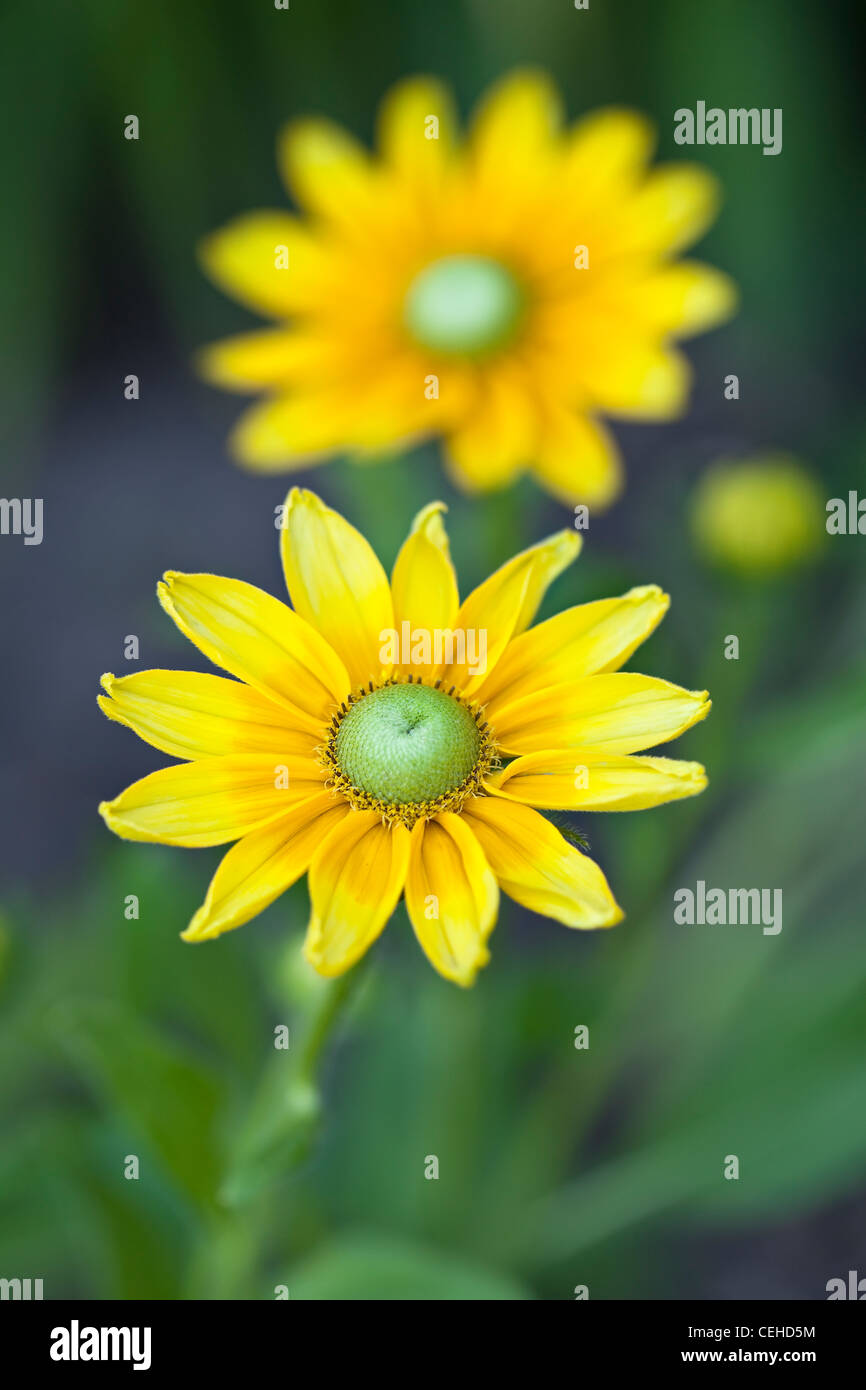 Black-Eyed, Susans (Rudbeckia hirta), close up Banque D'Images