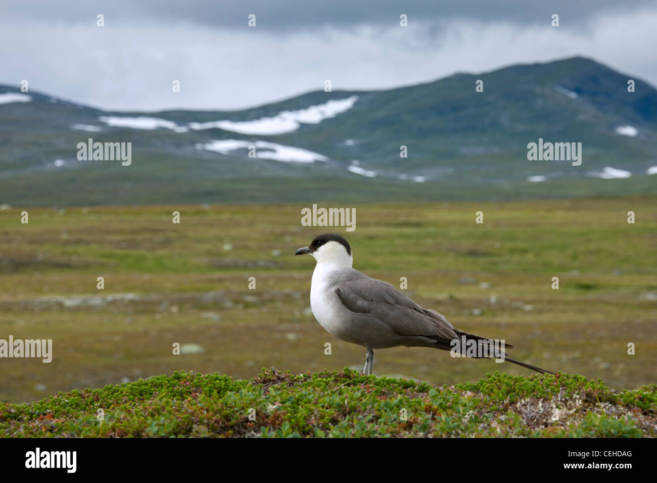 / Labbe à longue queue Labbe à longue queue (Stercorarius longicaudus)), Laponie, Suède Banque D'Images