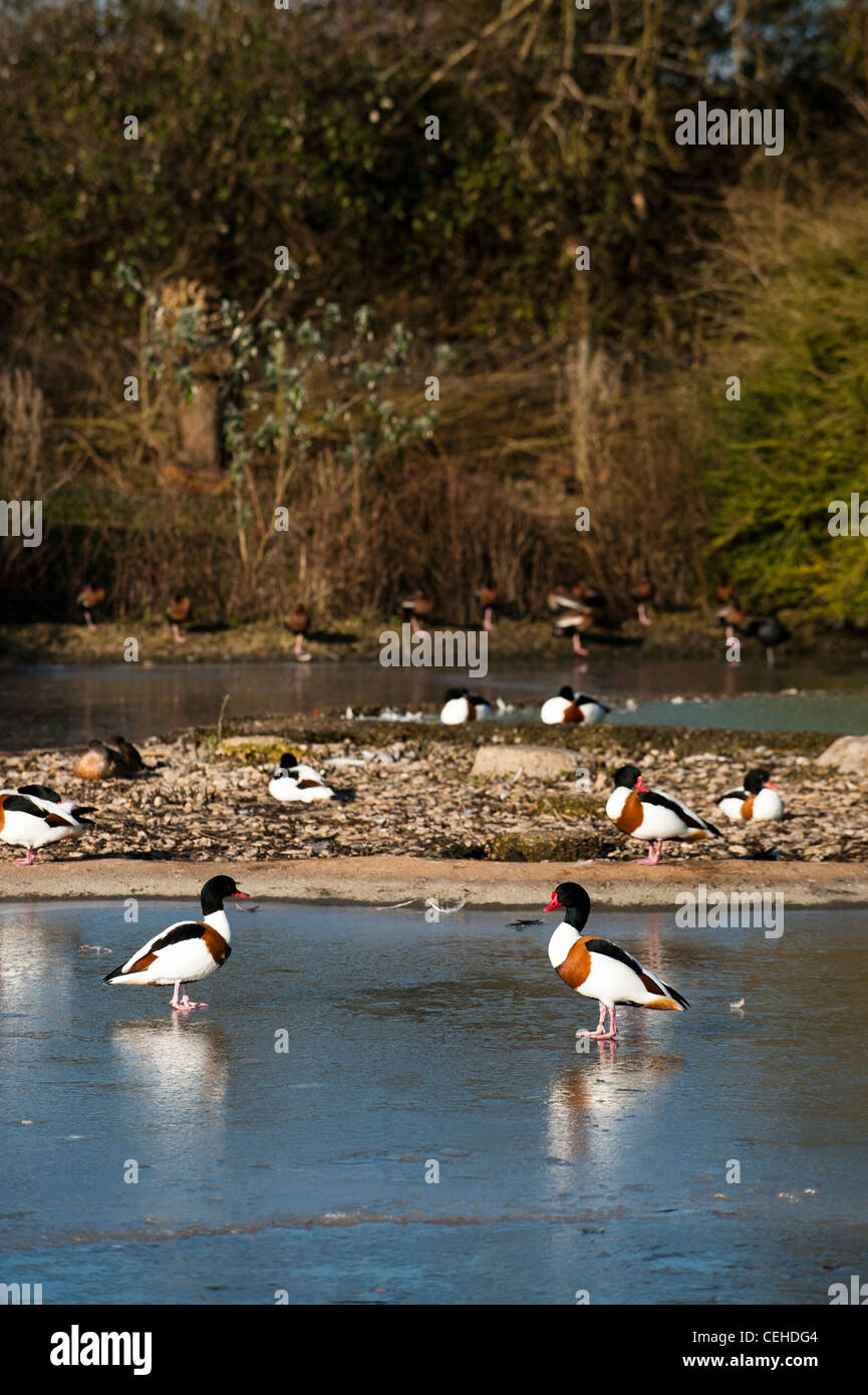 Tadorna tadorna, Shelducks Banque D'Images
