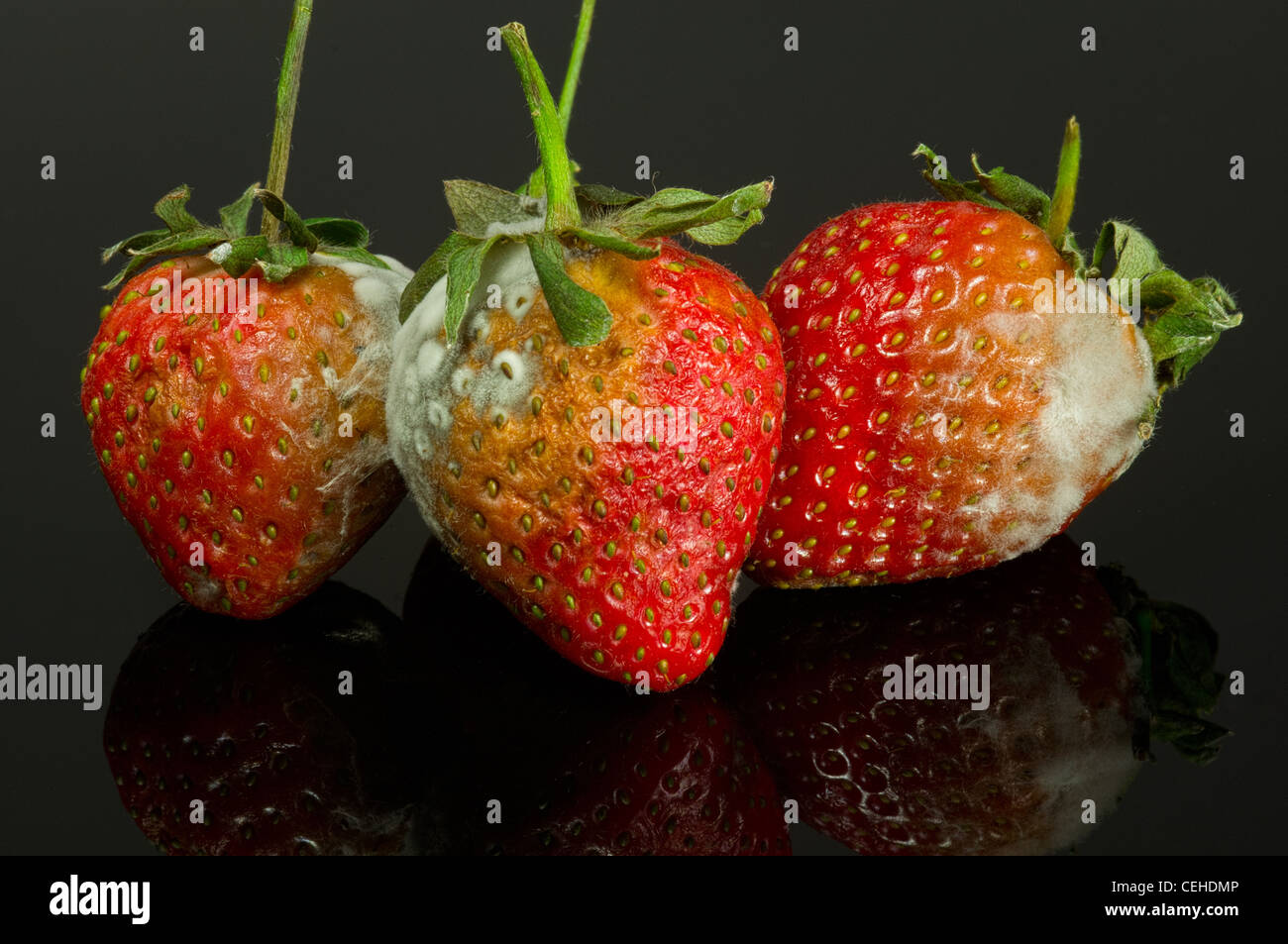 Trois fraises pourries Banque D'Images