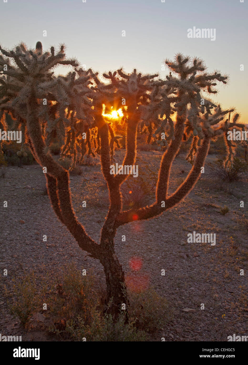 Ajo, Arizona - fruits-chaîne cholla cactus (Cactus tuyau d'orgue en Monument National. Cette plante est aussi appelé le jumping cholla. Banque D'Images