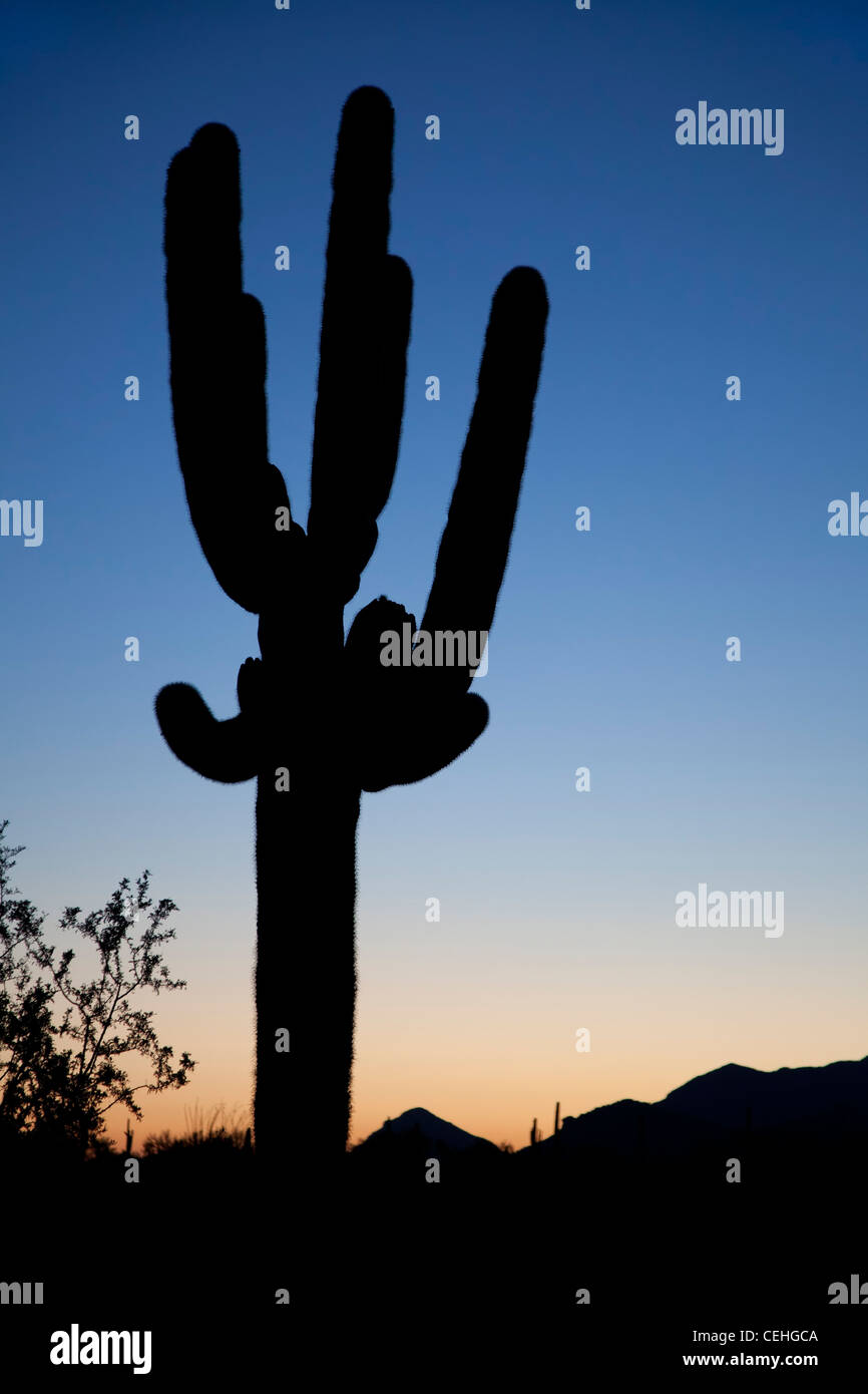 Ajo, Arizona - Saguaro cactus au lever du soleil dans la région de Organ Pipe Cactus National Monument. Banque D'Images