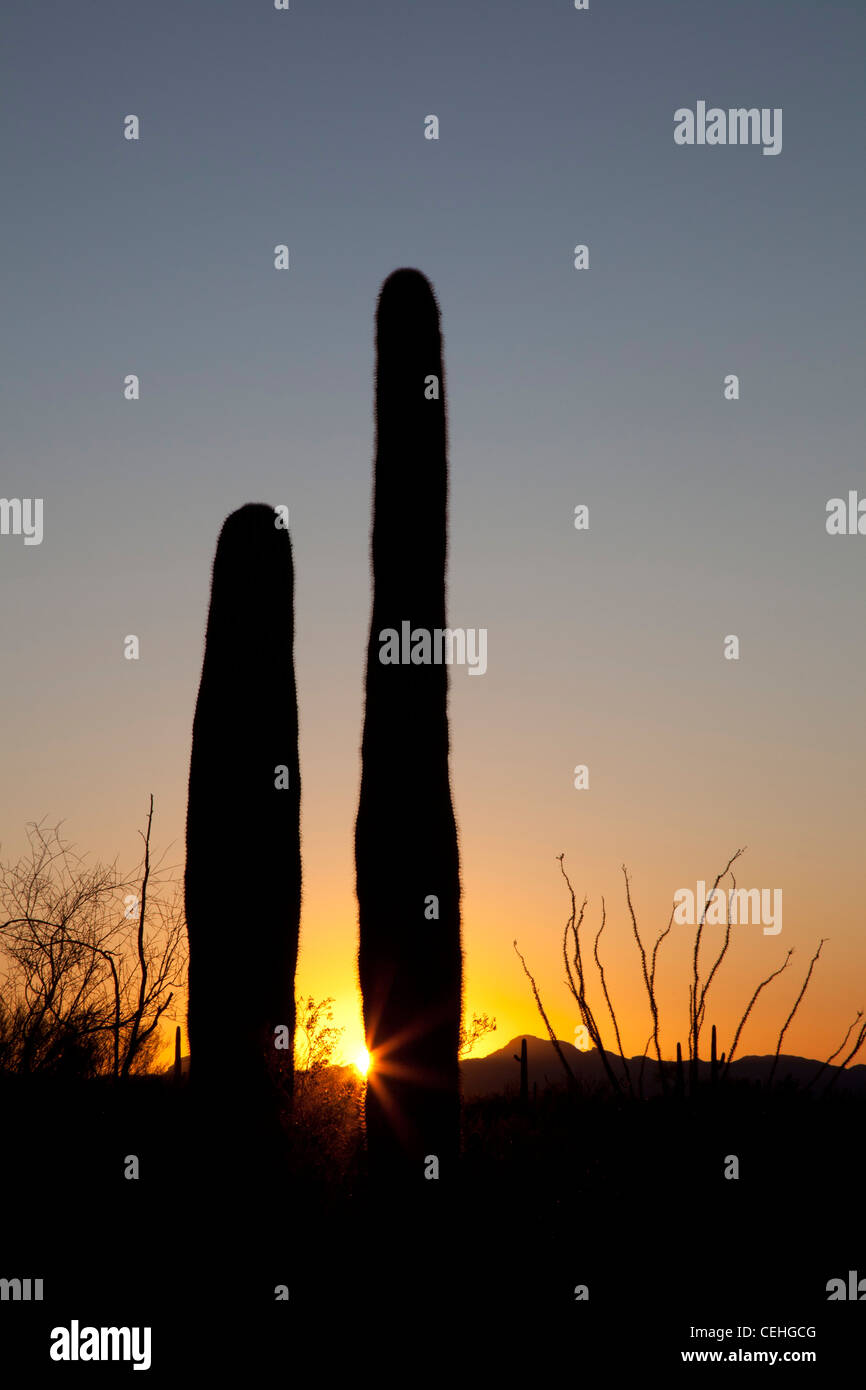 Ajo, Arizona - Saguaro cactus au lever du soleil dans la région de Organ Pipe Cactus National Monument. Banque D'Images