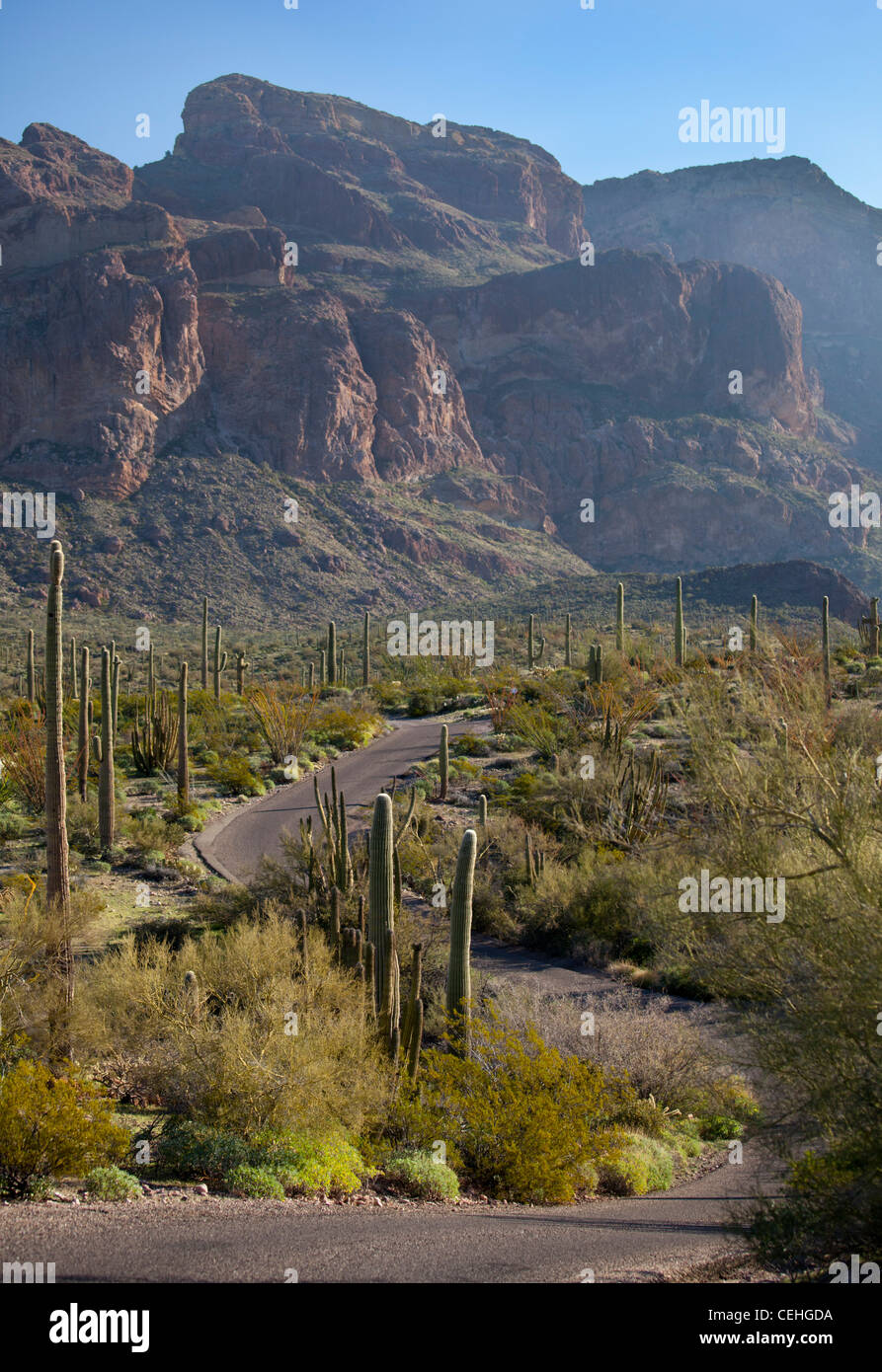 Ajo, Arizona - Saguaro cactus le long de l'ajo Mountain Drive en tuyau d'Orgue Cactus National Monument. Banque D'Images
