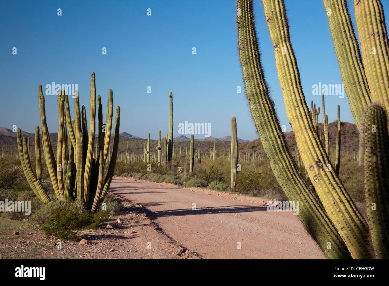 Tuyau d'orgue cactus (gauche et droite) et saguaro cactus en tuyau d'Orgue Monument National Cactus Banque D'Images