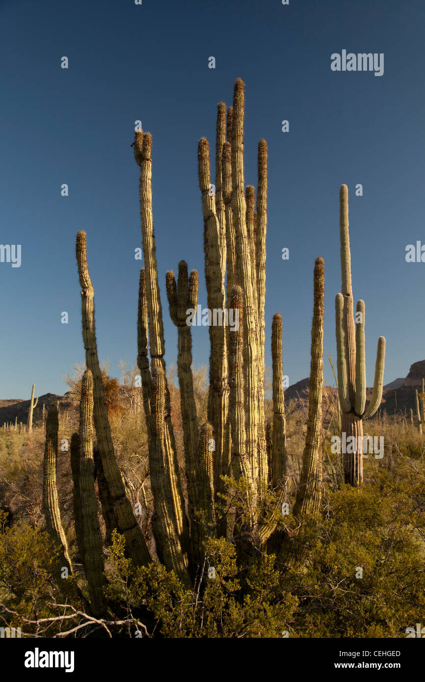 Ajo, Arizona - un tuyau d'orgue à tuyaux d'orgue cactus Cactus National Monument. Banque D'Images