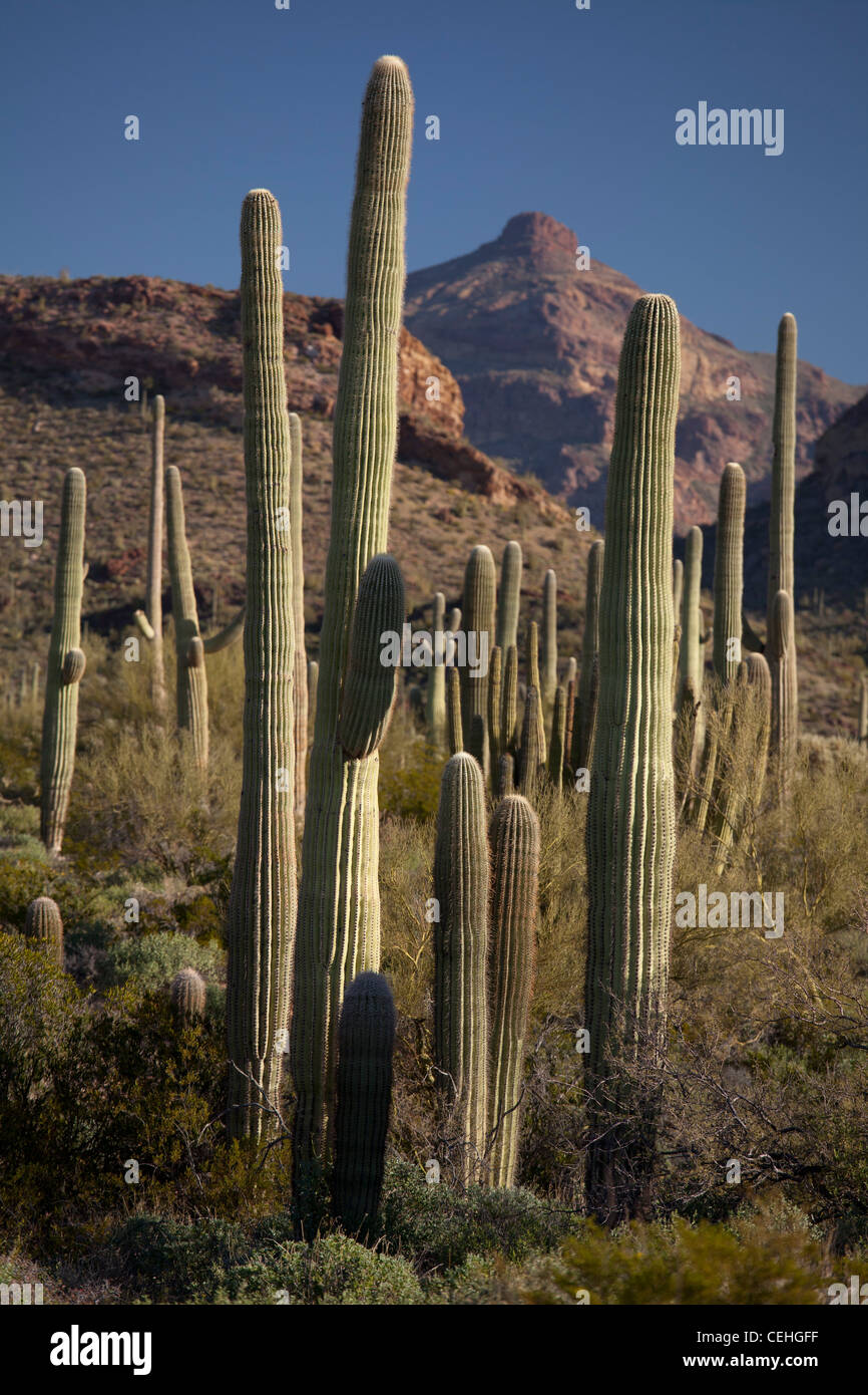 Ajo, Arizona - Saguaro cactus Cactus tuyau d'orgue en Monument National. Banque D'Images