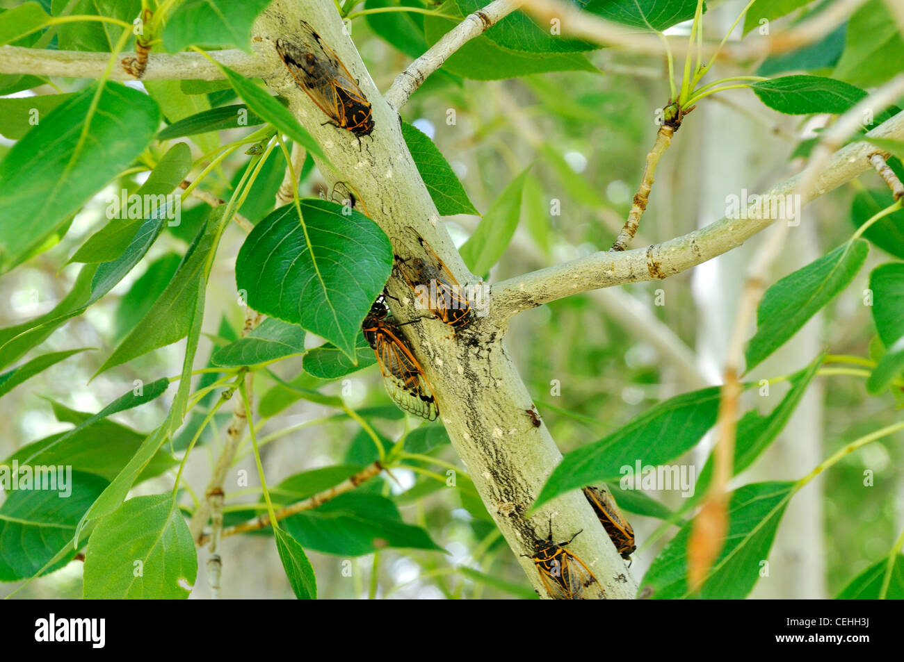 Cigales orange et noir sur une branche Banque D'Images