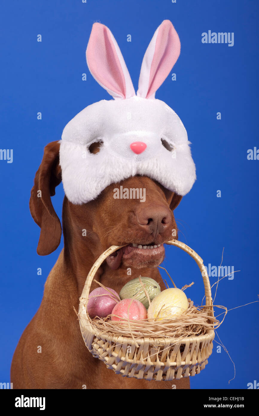 Il porte un masque de lapin et la tenue et Easter basket avec des oeufs Banque D'Images