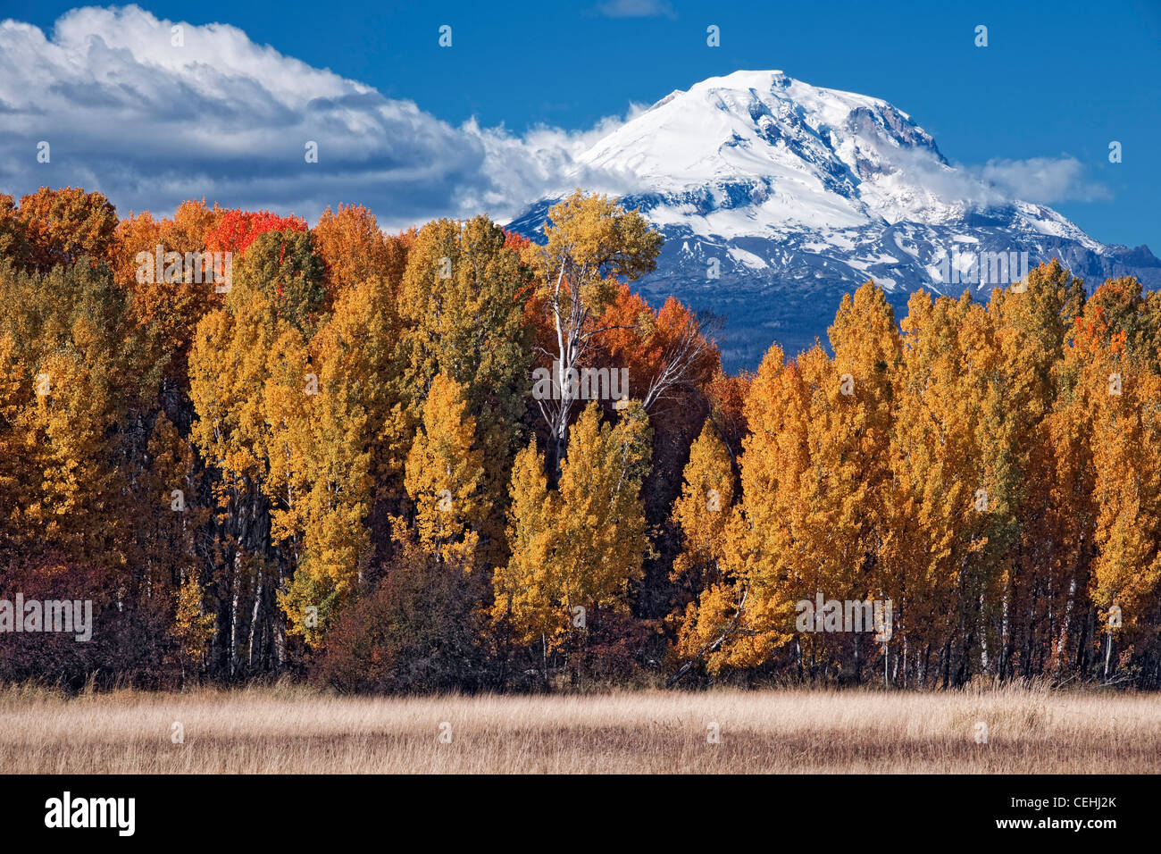 Après-midi d'automne révèle de compensation du deuxième plus haut sommet de Washington, Mt Adams (12 307) avec ce bosquet de trembles à Glenwood Banque D'Images
