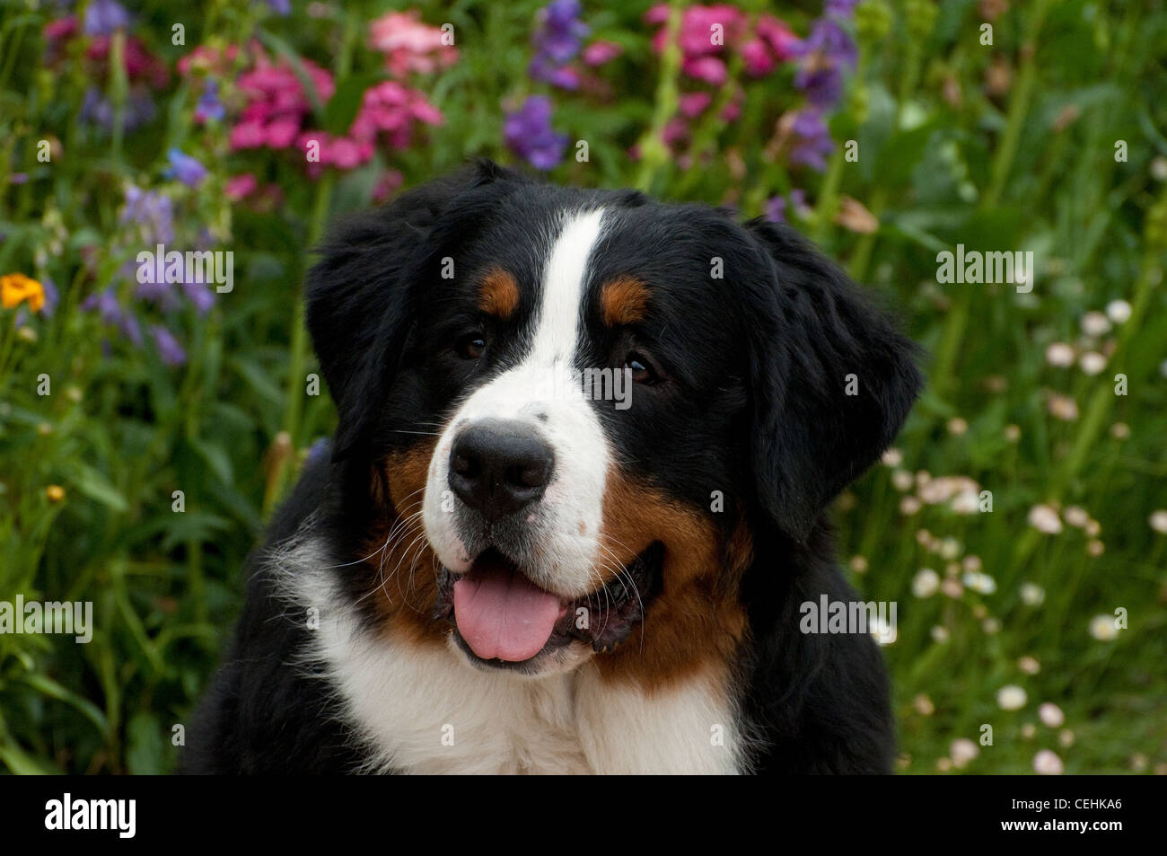 Bernois-head shot Banque D'Images