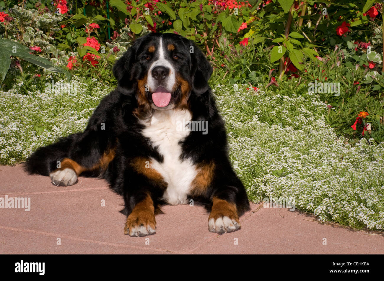 Bernois couché de fleurs Banque D'Images